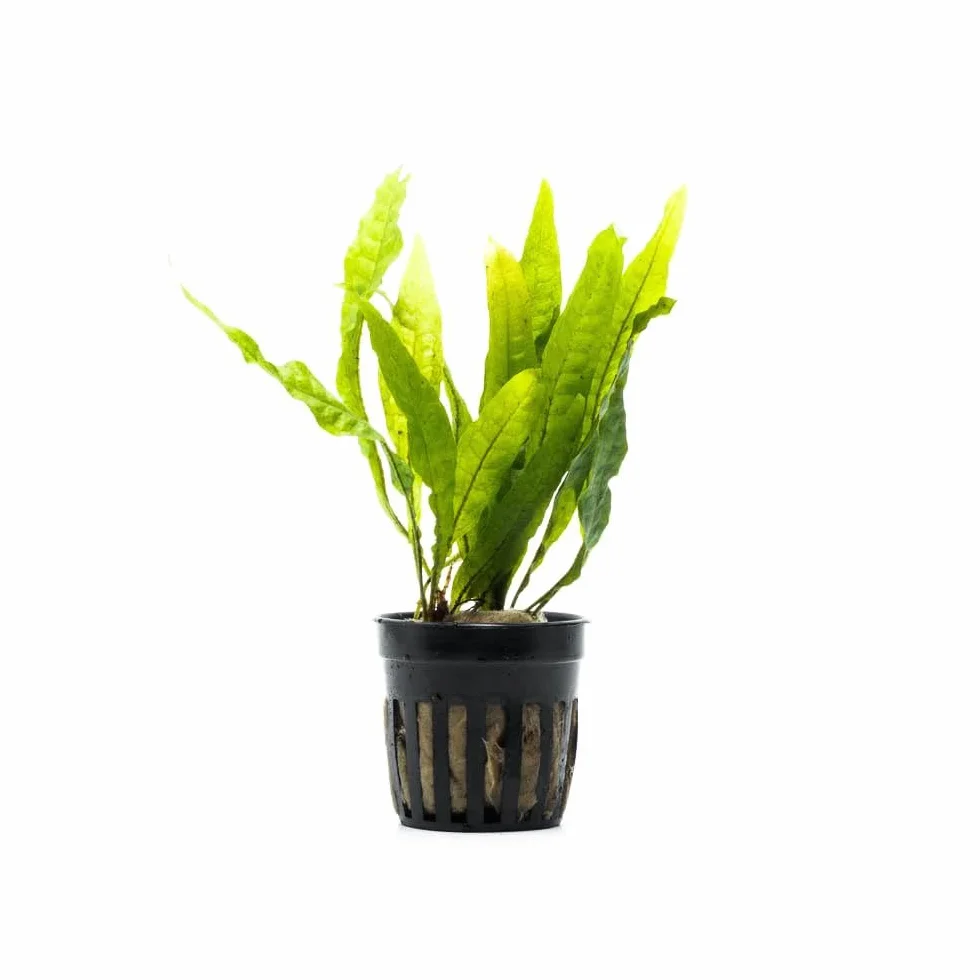 Microsorium pteropus – Plante d’Aquarium Vivante pour Eau Douce, Java