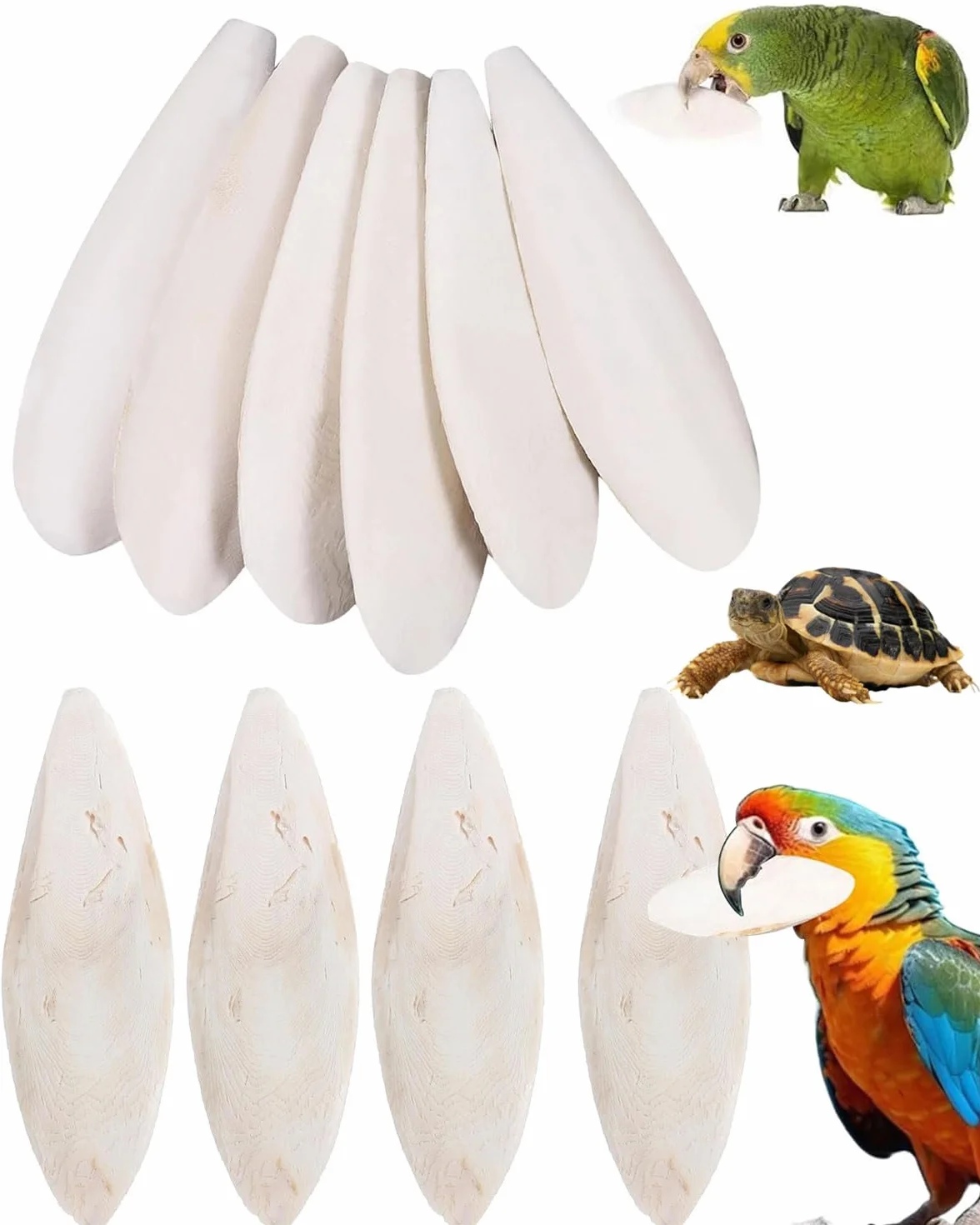 Os de Seiche Tortue 8-10cm Jouets pour Oiseaux Reptiles