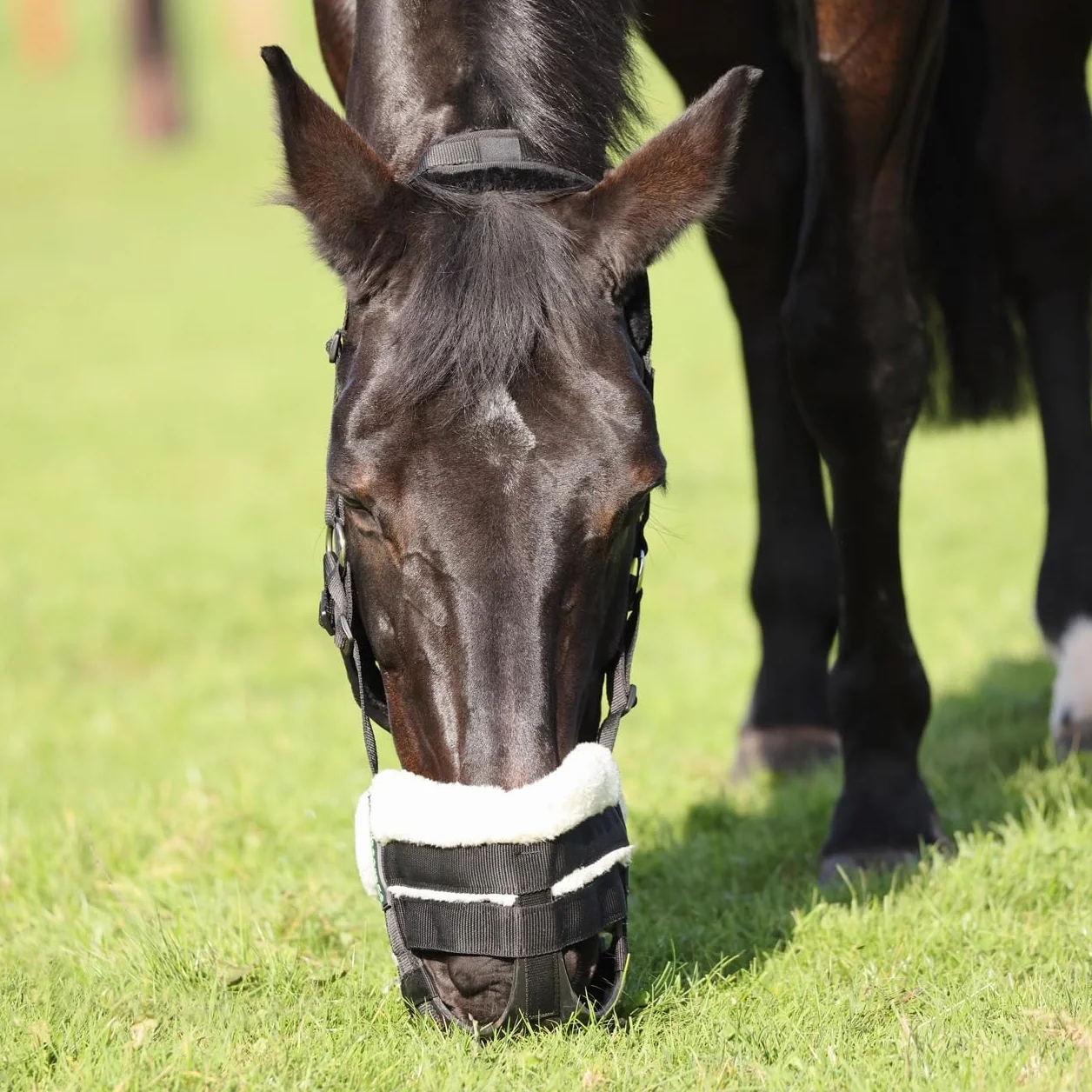 Shires FreeGraze AirFlow Muselière Noir