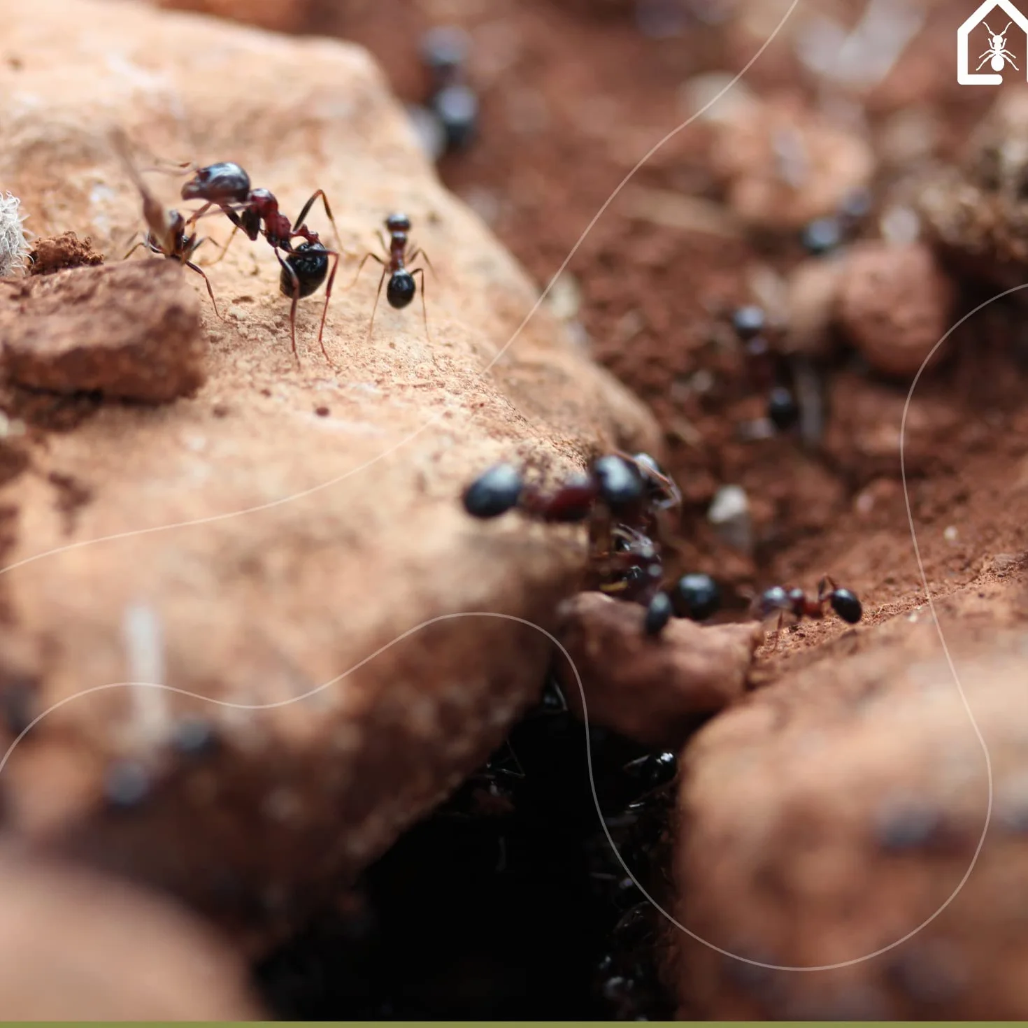 AntHouse Fourmilière de Sable Naturel 3D Modèle L Gris avec Colonie de Fourmis