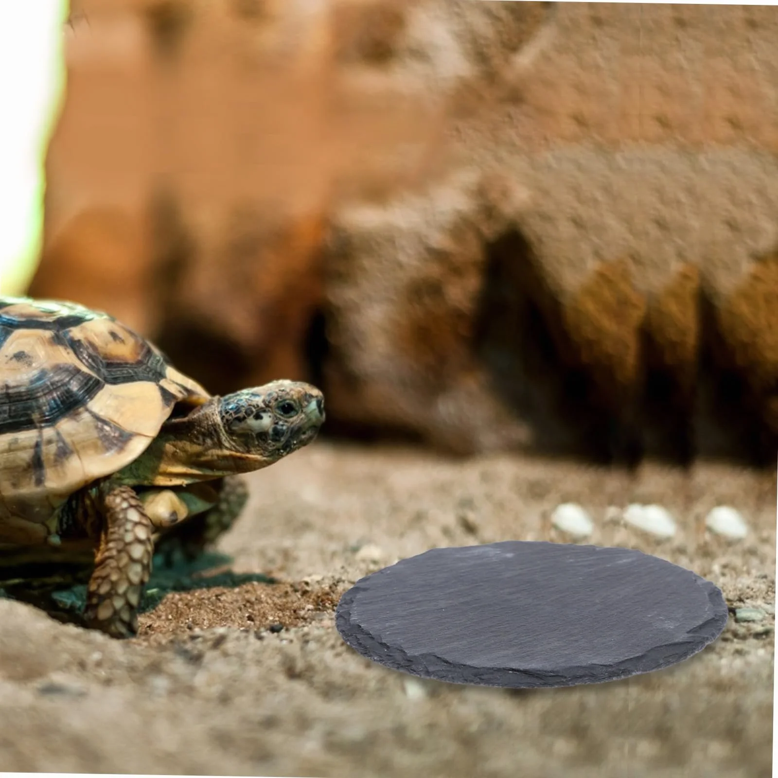 Pierre Plate pour Tortue et Reptile Plateforme Naturelle pour Bain de Soleil Mangeoire Décorative pour Lézard Gecko Serpent Accessoire Terrarium