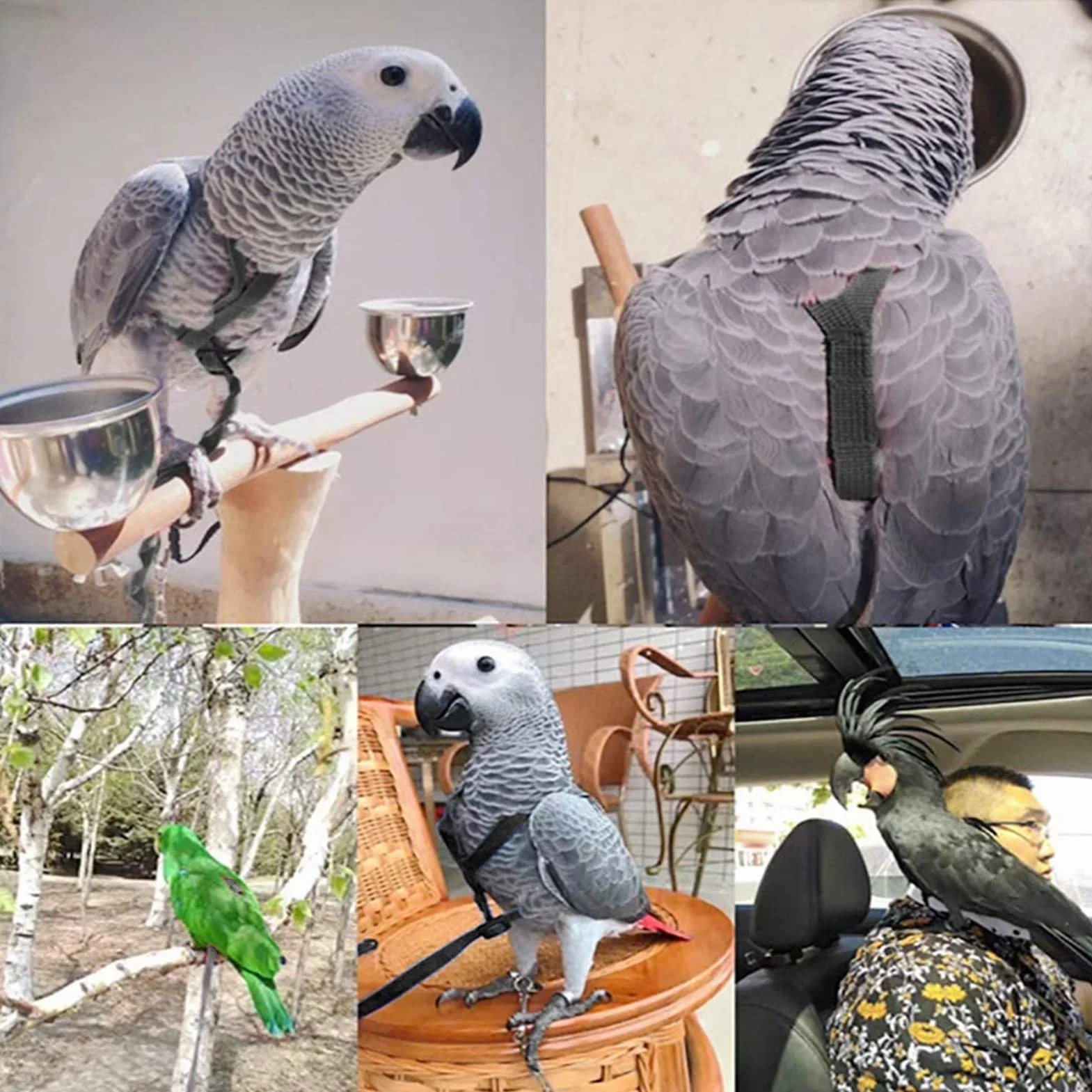 Harnais et Laisse Perroquet Réglable en Nylon, Accessoire Exercice Plein Air pour Ara Perruche Cacatoès Gris Africain, Empêche Fuite et Évasion, pour Vol Libre Sécurisé en Extérieur