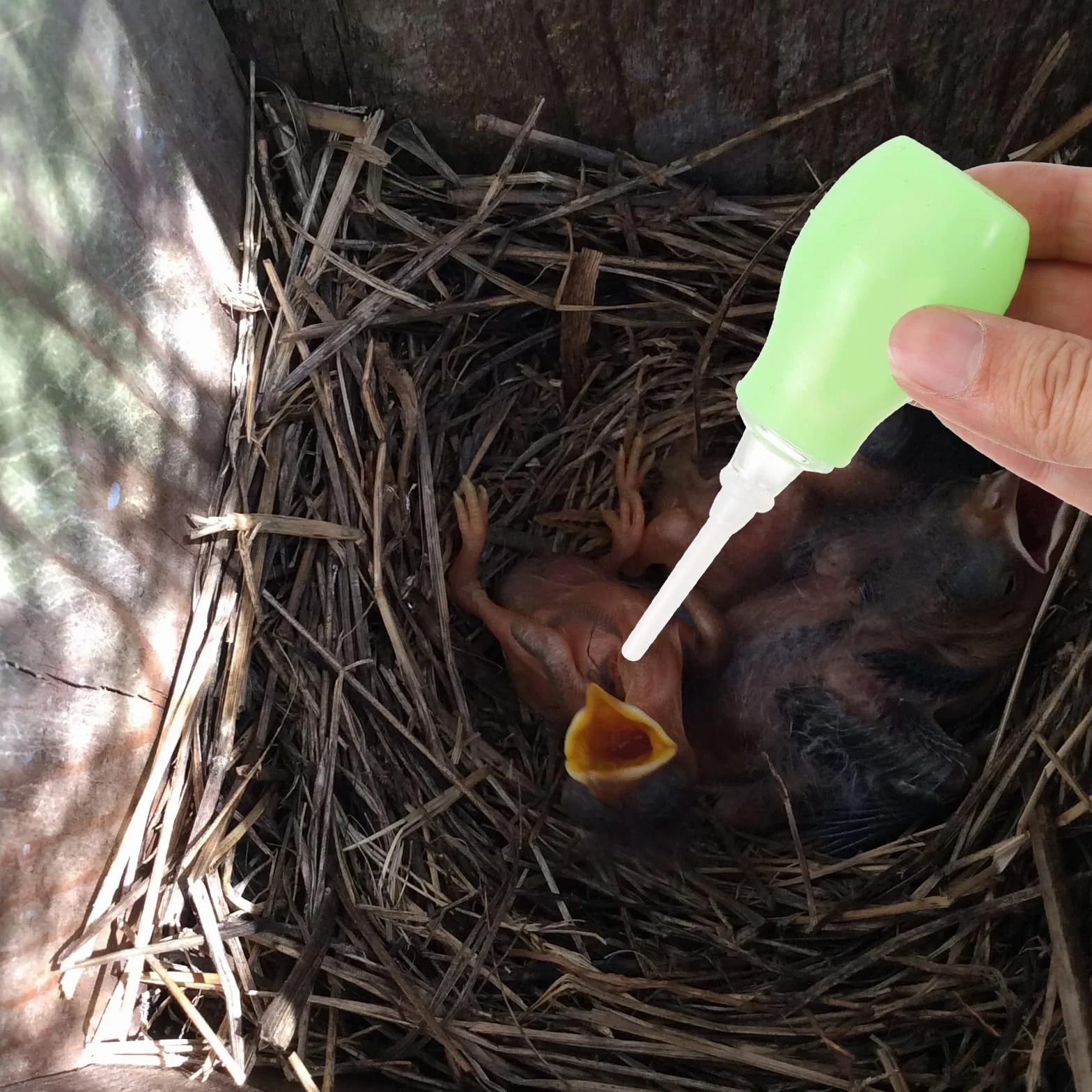POPETPOP Seringue d'alimentation pour oiseaux pipettes en plastique