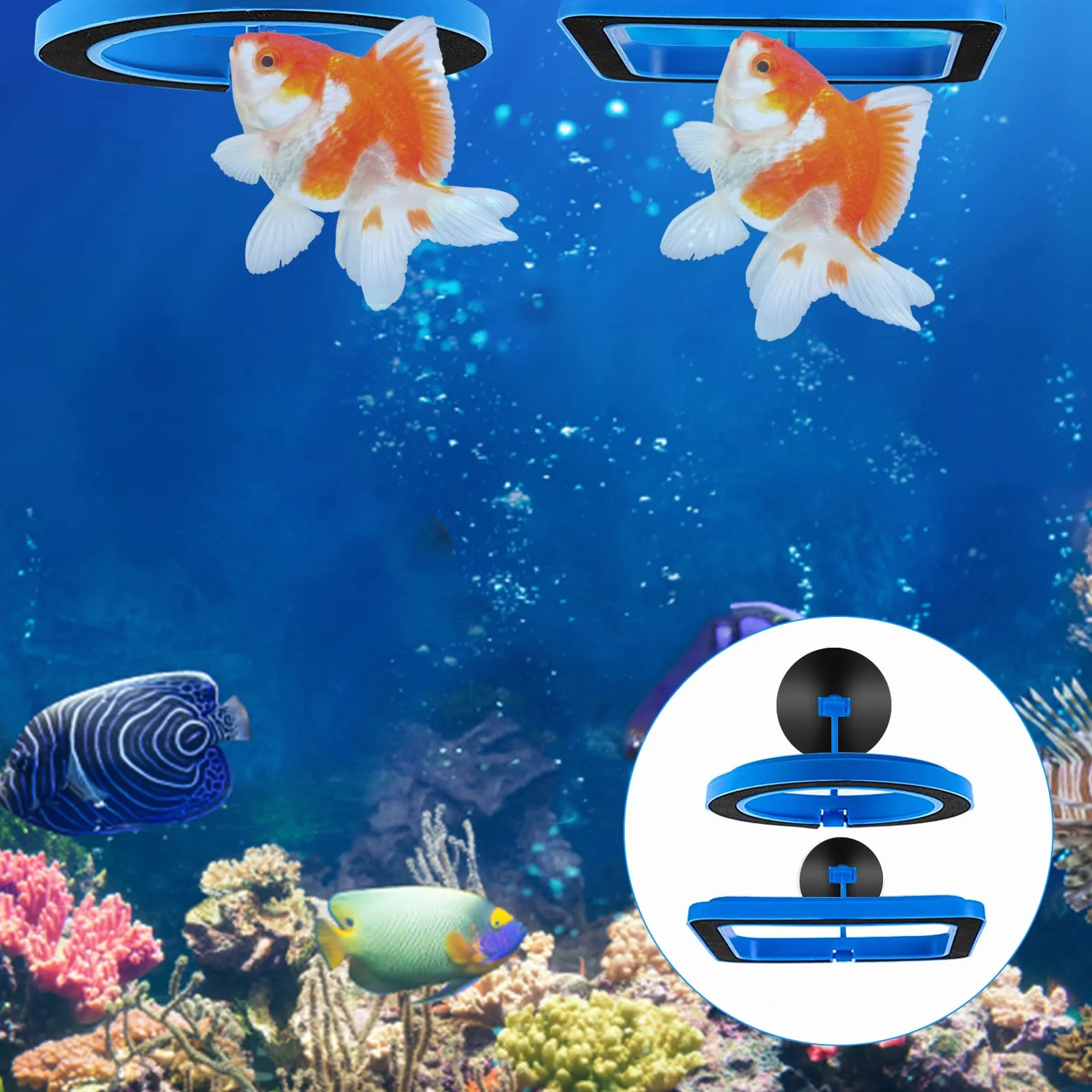 Lot de 2 mangeoires pour poissons d'aquarium - Accessoires circulaires pour guppys, bettas, poissons rouges, tortues (bleu)