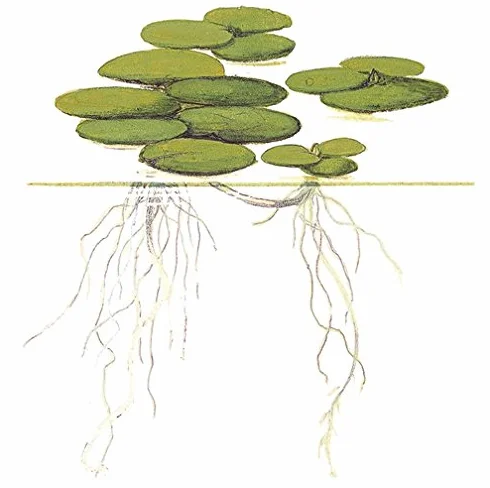 Mühlan Aquatic Plants Lot de 10 Limnobium laevigatum Grenouillette