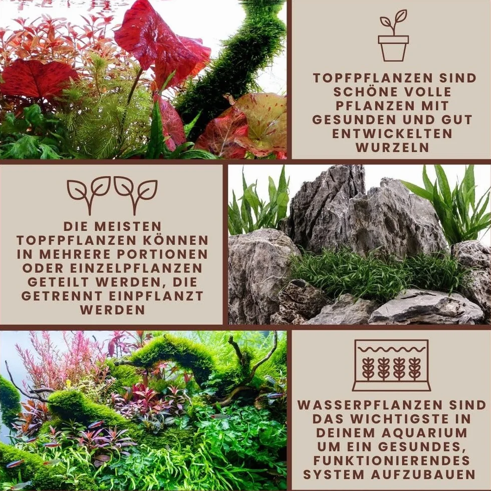 AquaOne Ludwigia repens Rubis Plante d'aquarium tige racinée Facile entretien