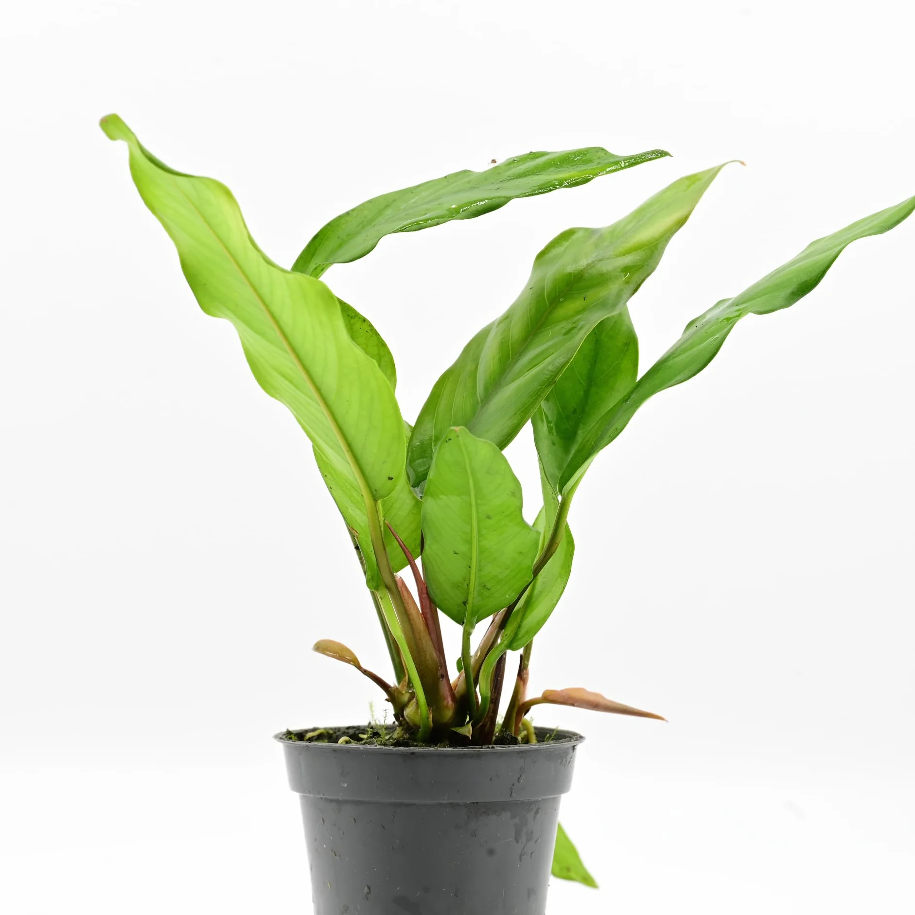 Anubias barteri var Glabra – plante d’aquarium vivante eau douce, plante décorative aquarium