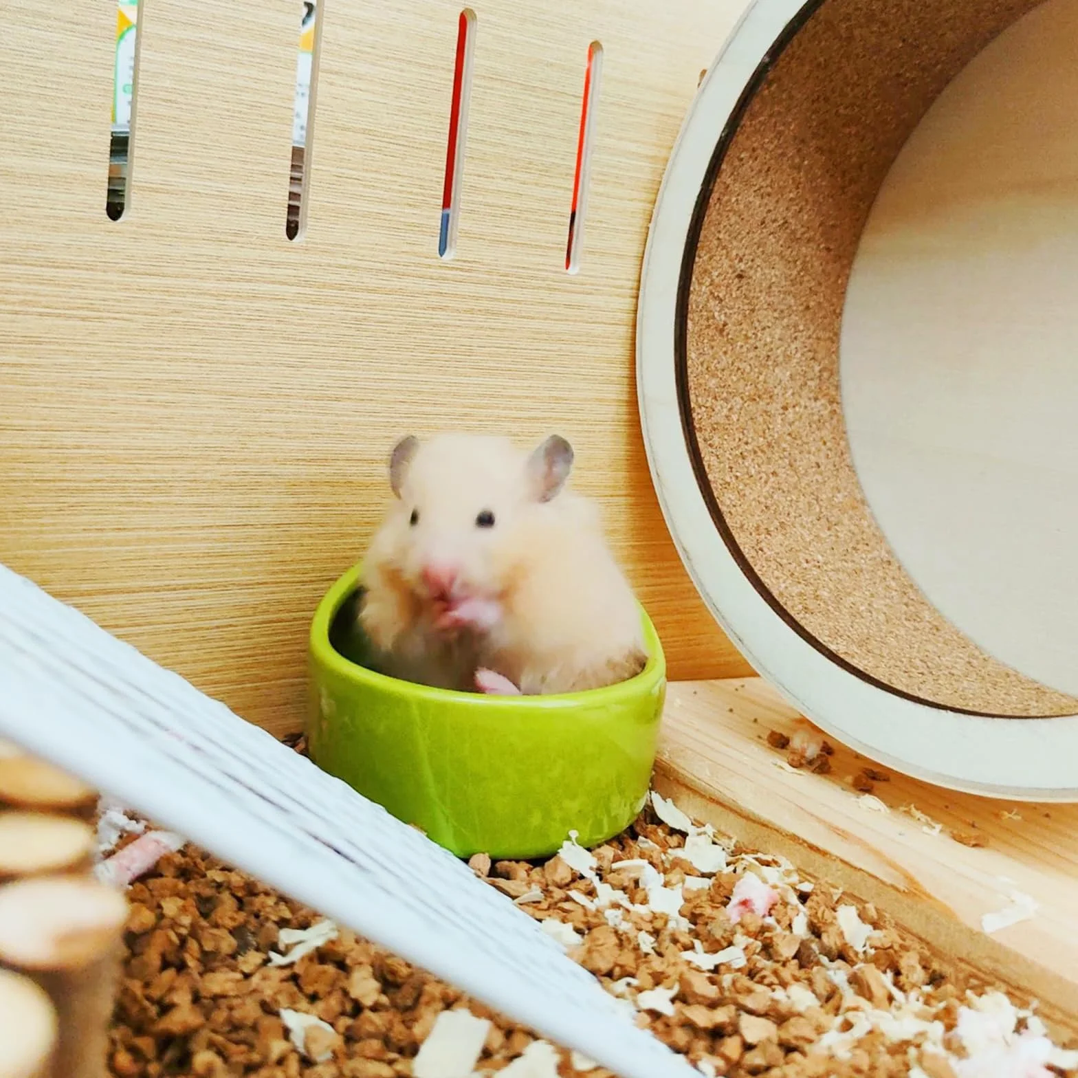 Gamelle anti-morsure pour hamsters et cochons d'Inde - Lot de 4 bols en céramique