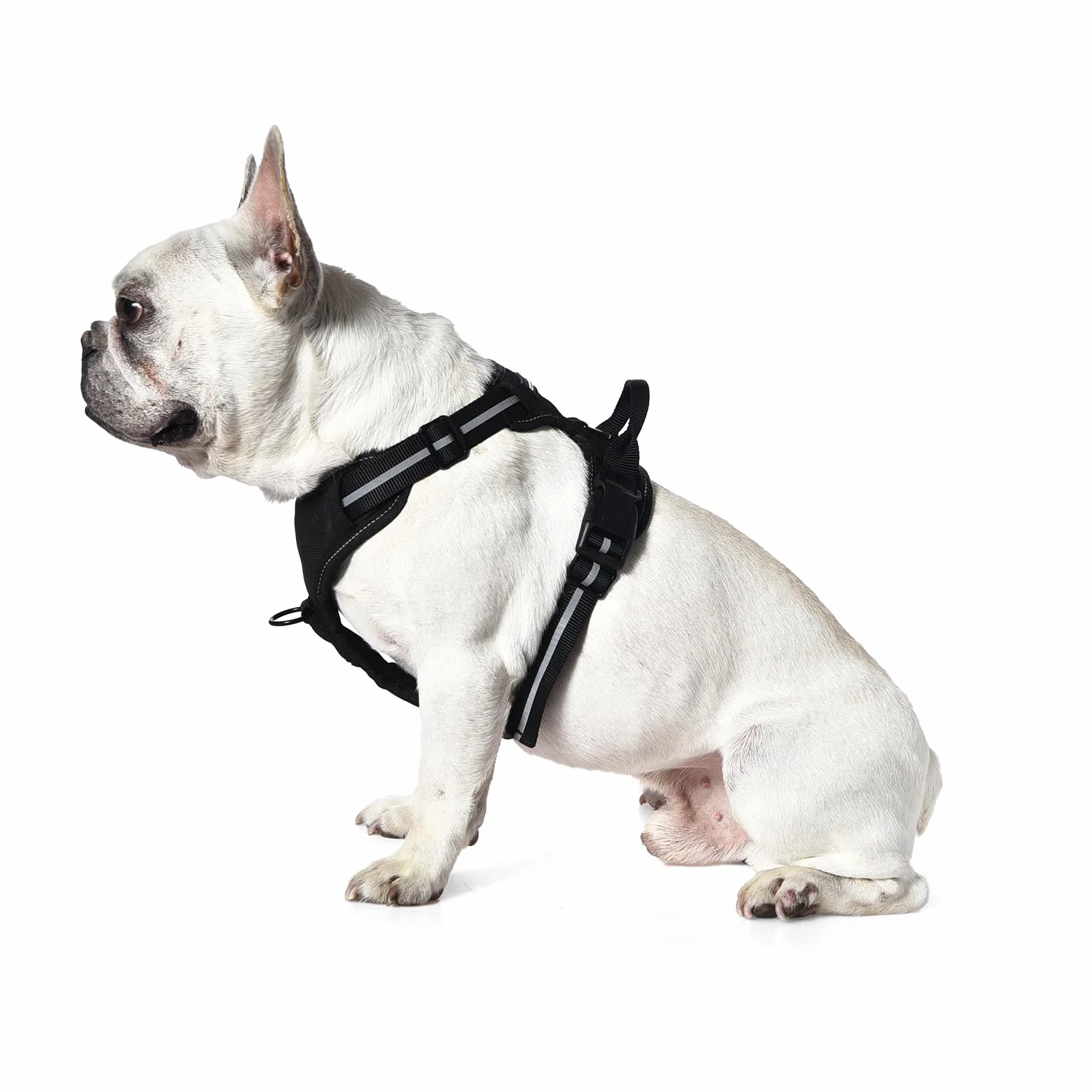 Amazon Basics Harnais pour chien sans traction réglable rembourré bandes réfléchissantes Noir Taille M