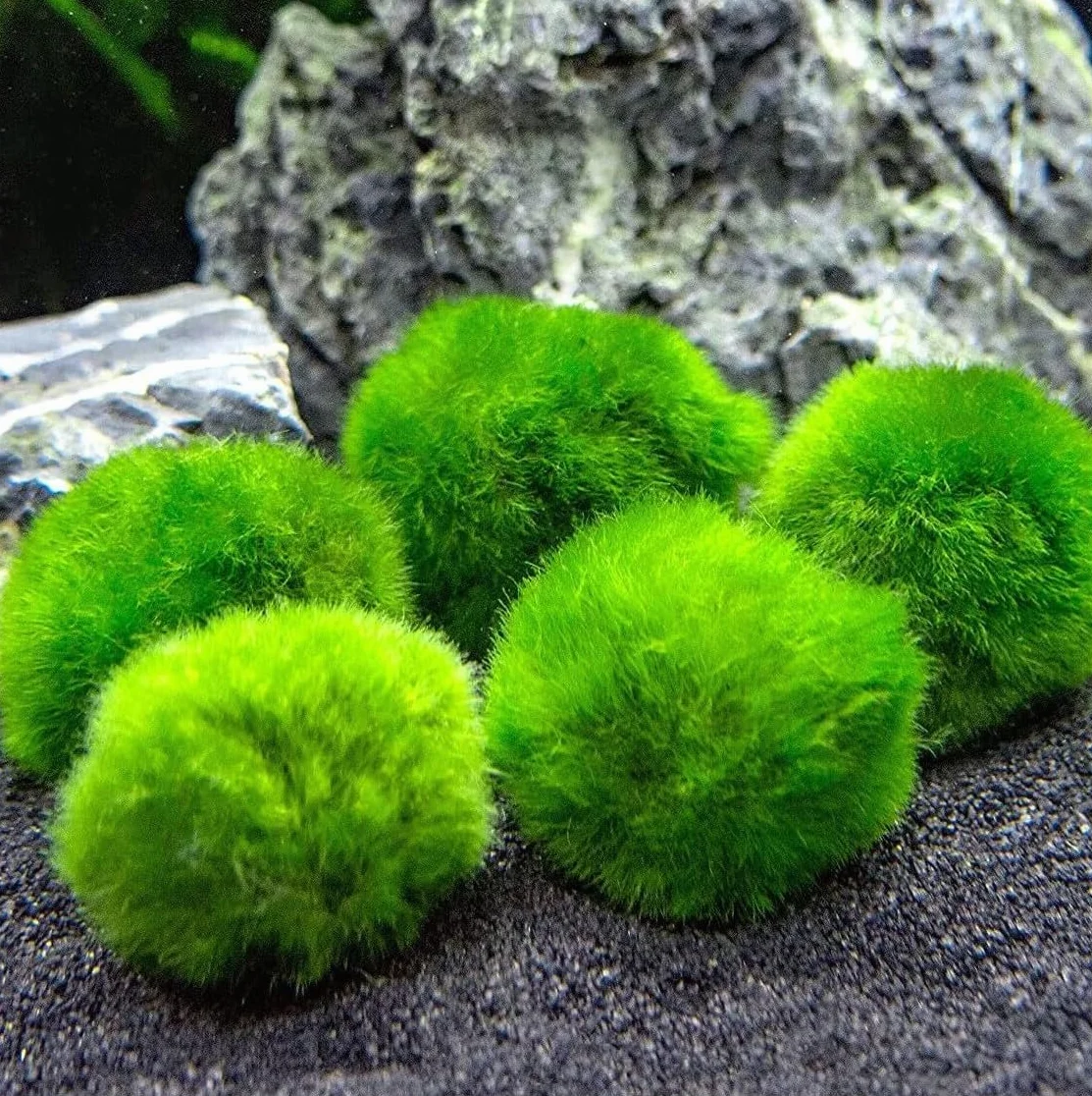 Marimo Boule d'algue Cladophora Aegagropila 2-3 cm décoration aquarium terrarium 10 pièces
