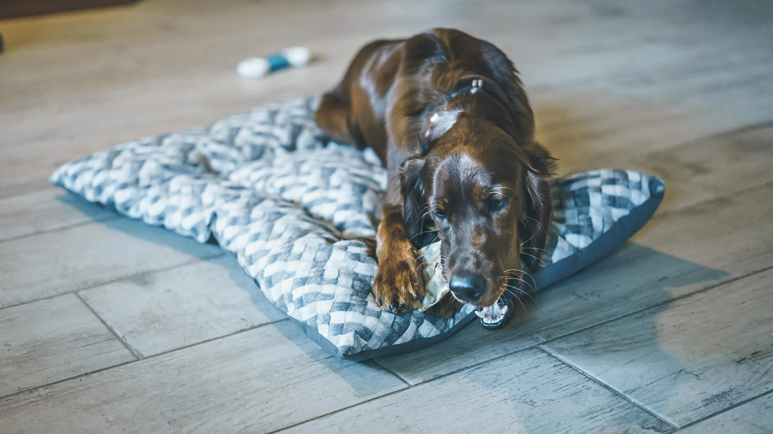 Aimé Oreille de Porc pour Chien, Friandise à mâcher 100% naturelle, Sans conservateur ni colorant, 12 Unité