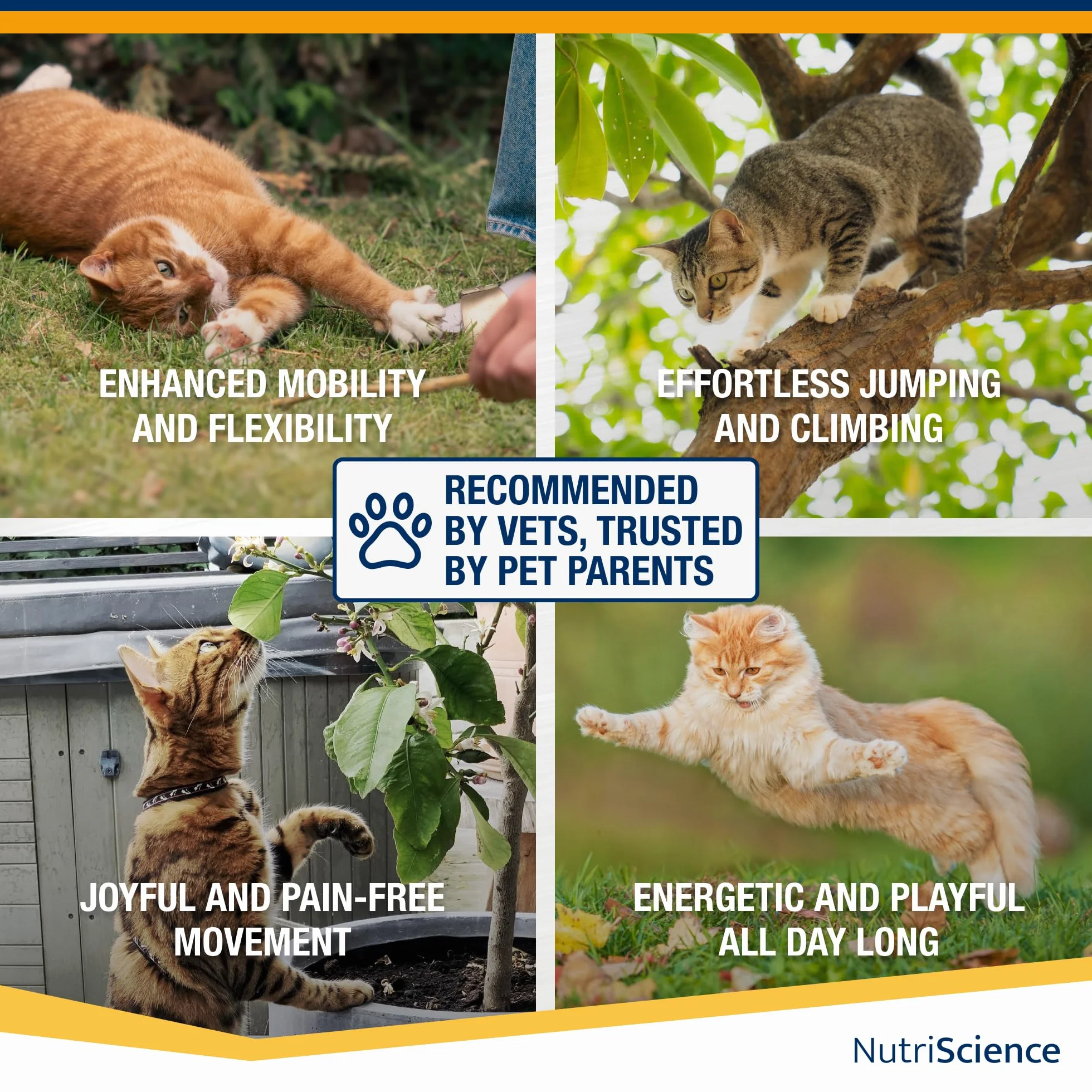 NutriScience ArthriAid Omega Cat Gel Saveur saumon complément articulations chats 50 ml glucosamine chondroïtine MSM oméga 3