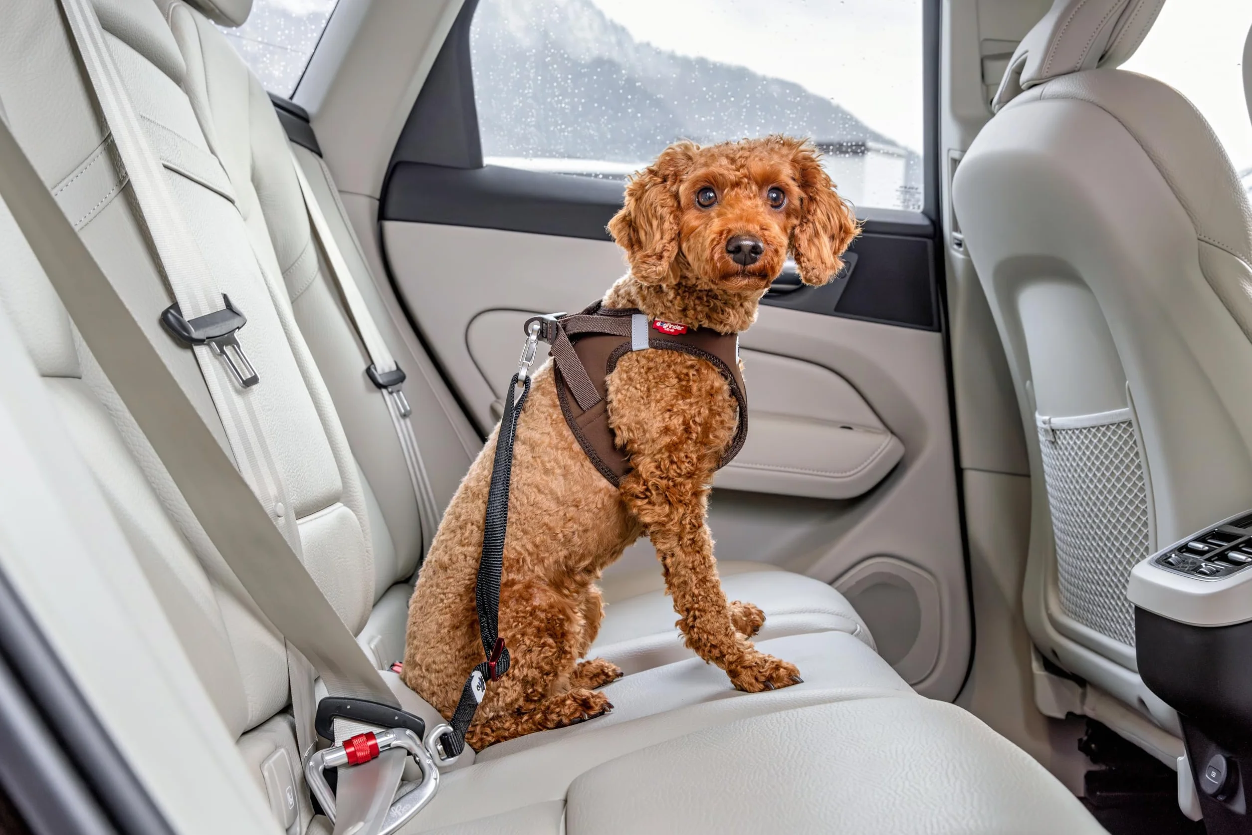 Car Safety Belt V2 L