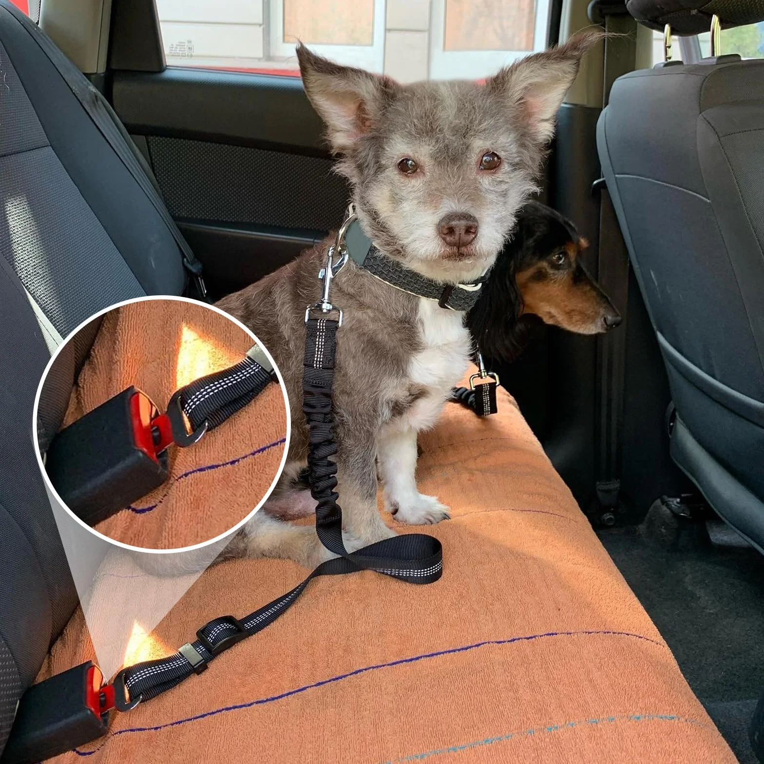 Gentpovth Ceinture et Harnais de Sécurité Universel pour Chien en Voiture - 2 Pièces, Indéchirable, Nylon Noir, Longueur Réglable - pour Tous Les Chiens et Chats