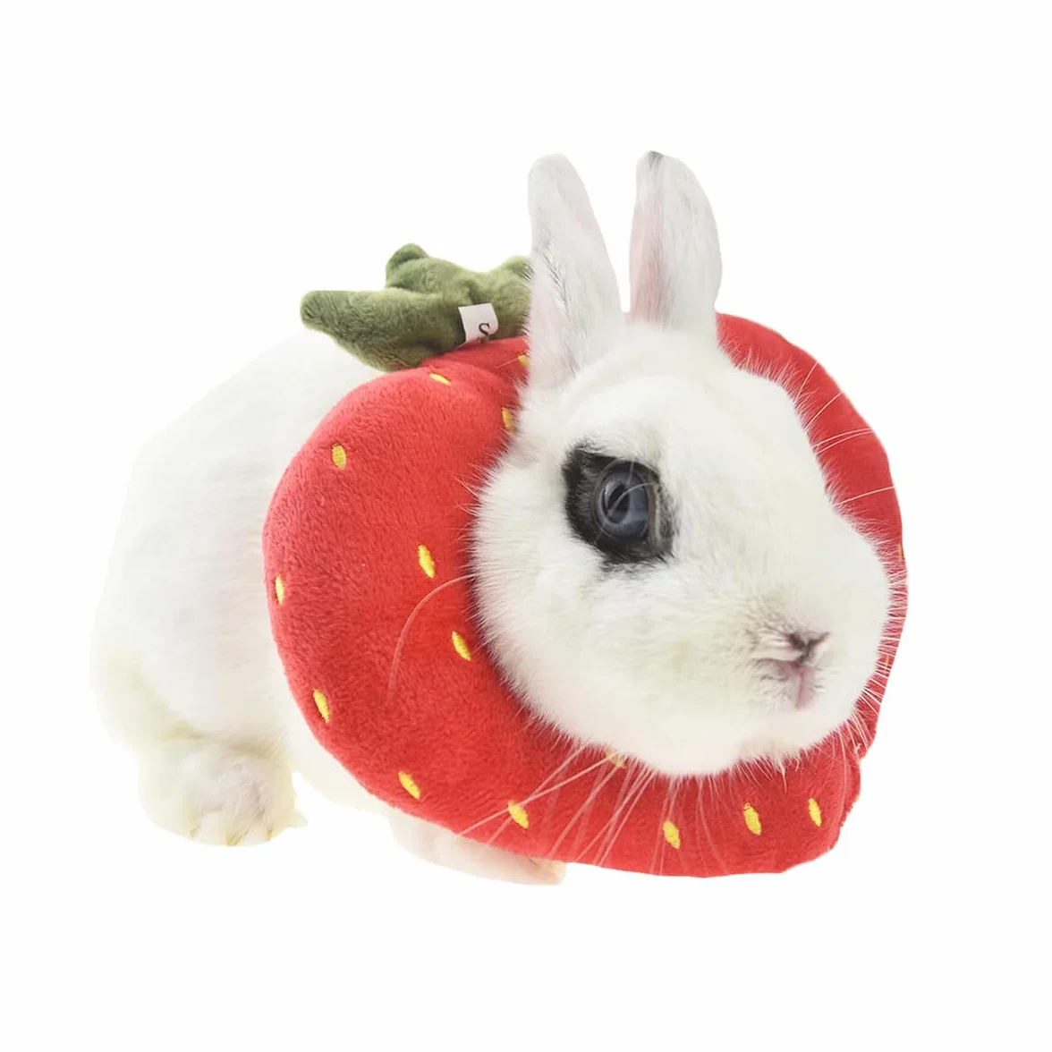 Collier de récupération pour lapin Elizabeth Cône de protection taille unique