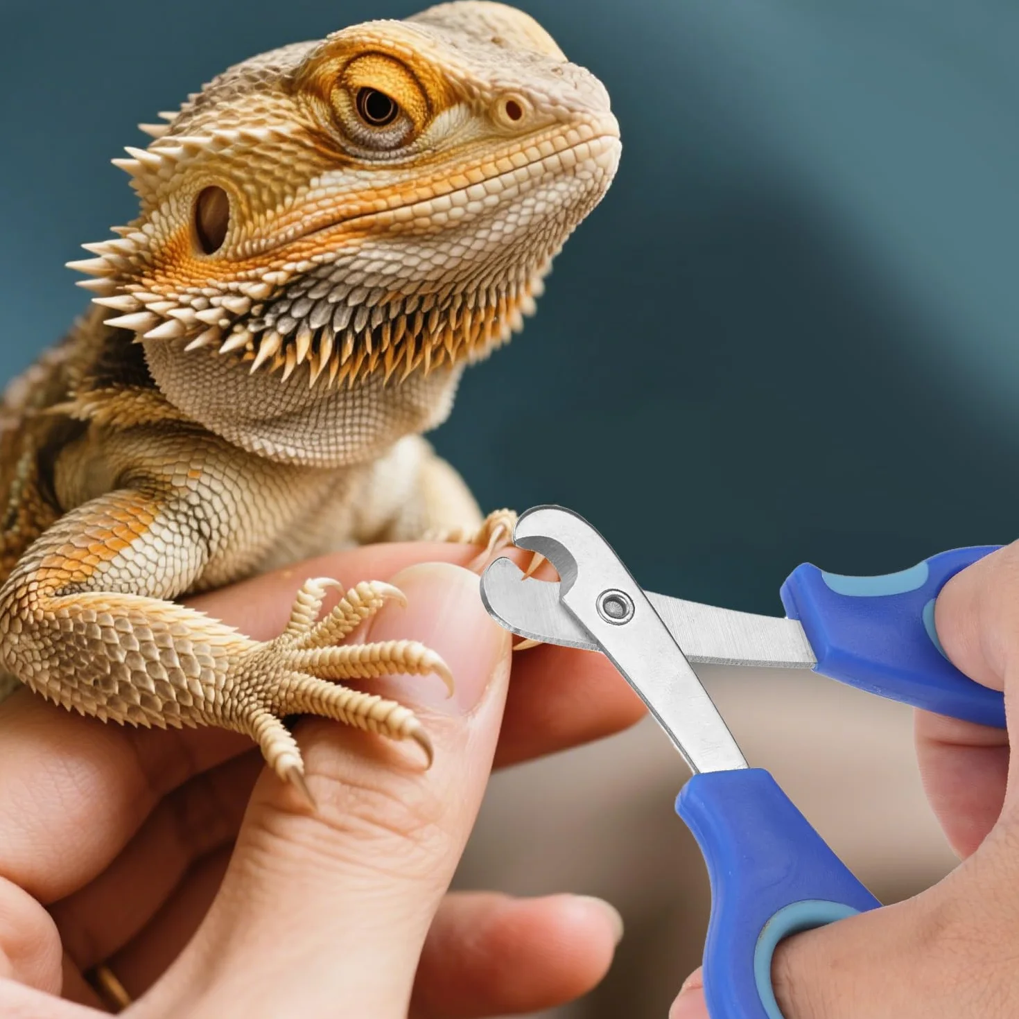 Coupe-Ongles pour Dragon Barbu en Acier Inoxydable Professionnel Reptiles