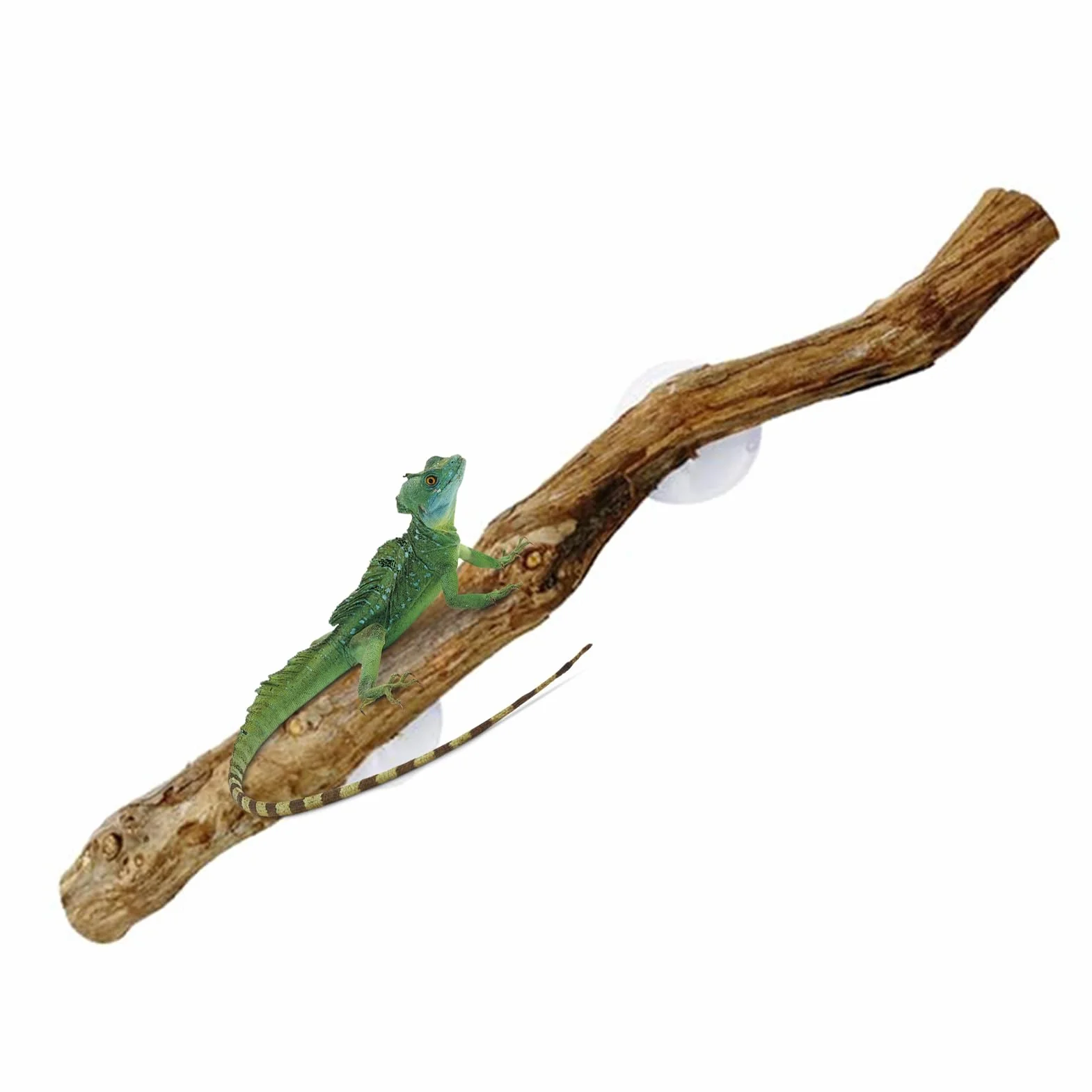 Branches Pour Reptiles Bois De Vigne 30 cm avec Ventouse Décoration Terrarium