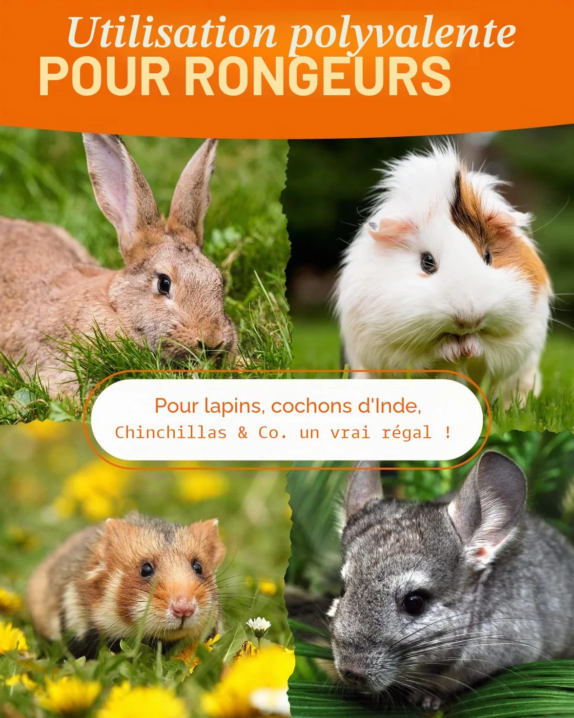 Petifool Aliments complémentaires pour rongeurs Mélange d'automne coloré 650 g