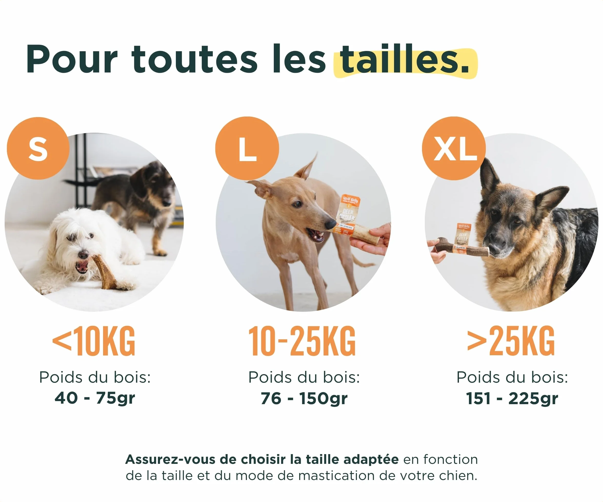 Bois de Cerf pour Chiens 100% Naturel Taille S Corne Durable Résistante Réduit Tartre Plaque Riche Calcium Protéines Inodore Fabriqué Europe