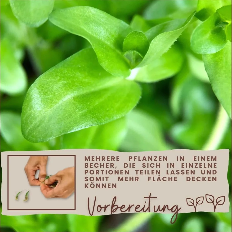 AquaOne Limnobium laevigatum Plante d'aquarium in vitro Tasse Laboratoire Aquascaping