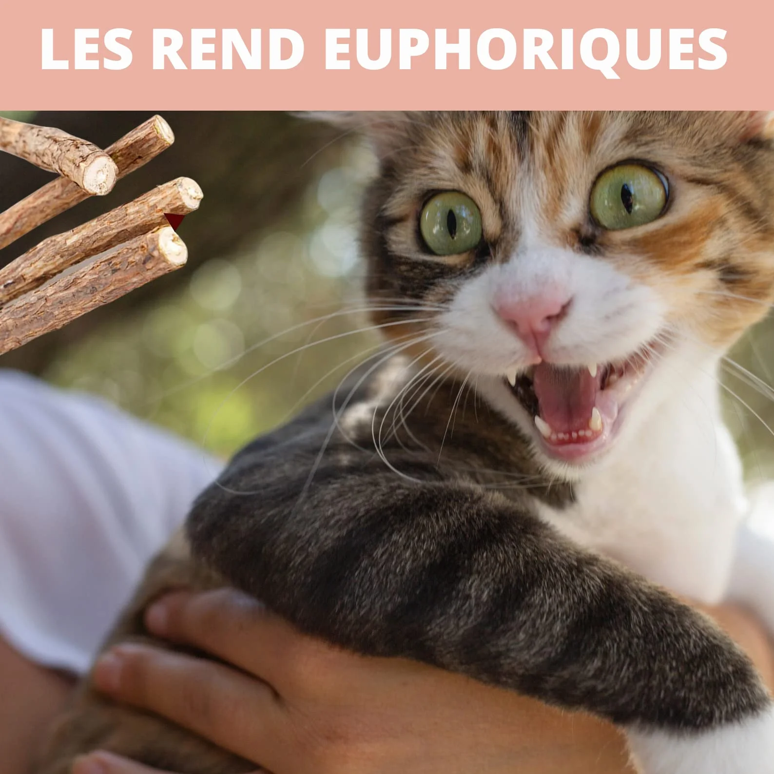 Croc-Cat® Baton Matatabi 10 pièces, Dentifrice Chat, Antistress, Herbe à Chat