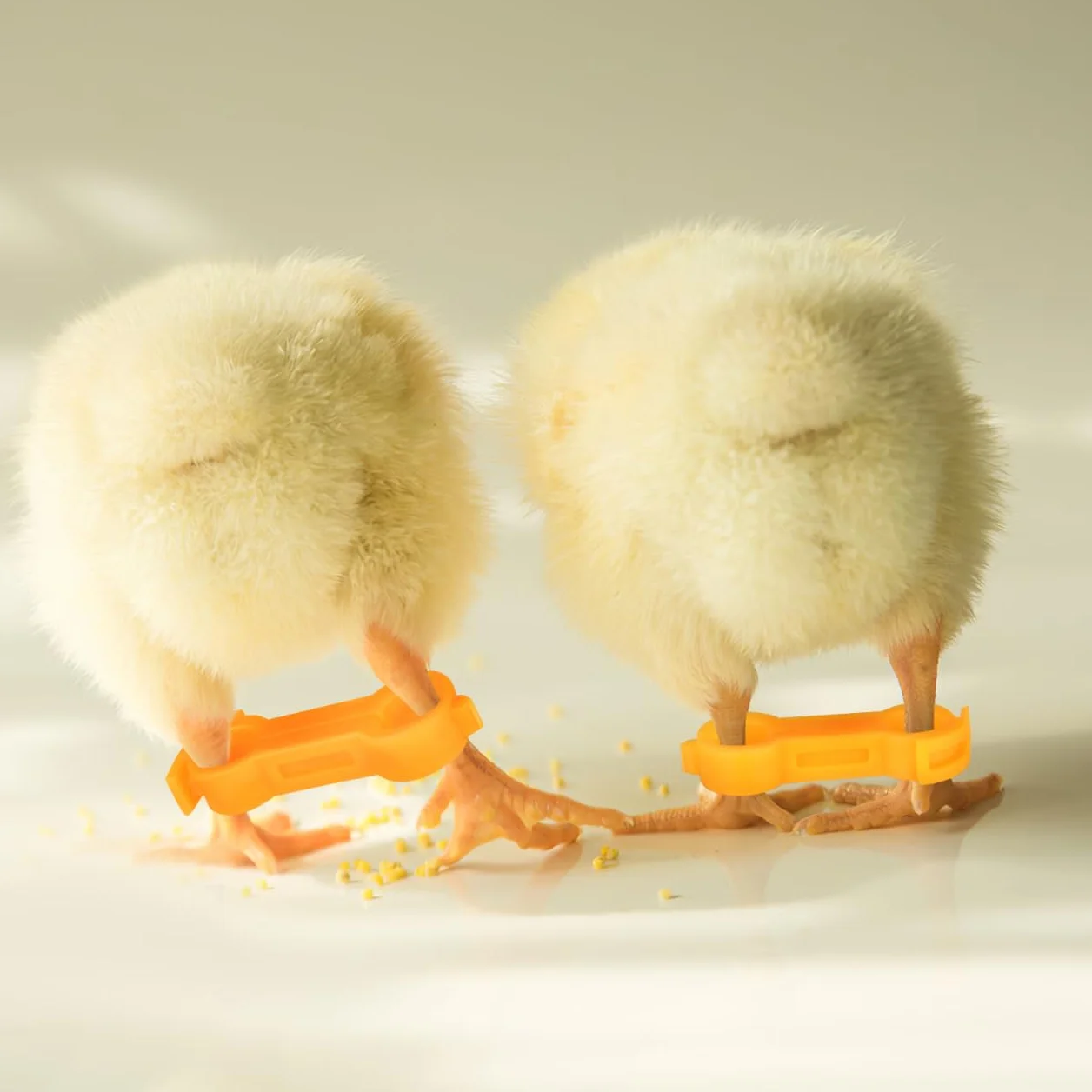 Angoily Lot de 12 Correcteurs De Jambe pour Poussins Stabilisateur Orthopédique pour Pattes Évasées