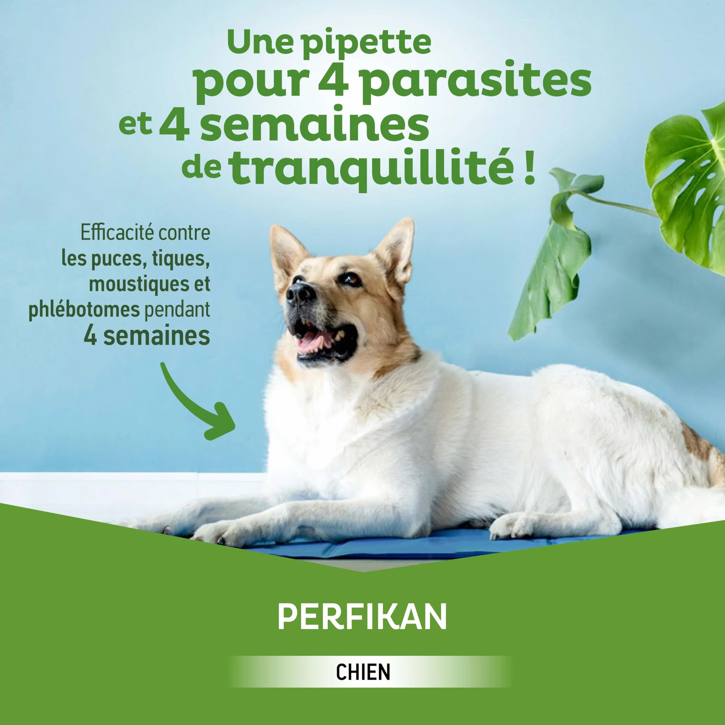Clément Thékan Perfikan Grands Chiens (20–40 kg) 268 mg/2400 MG Anti-Puces Spot on 4 pipettes