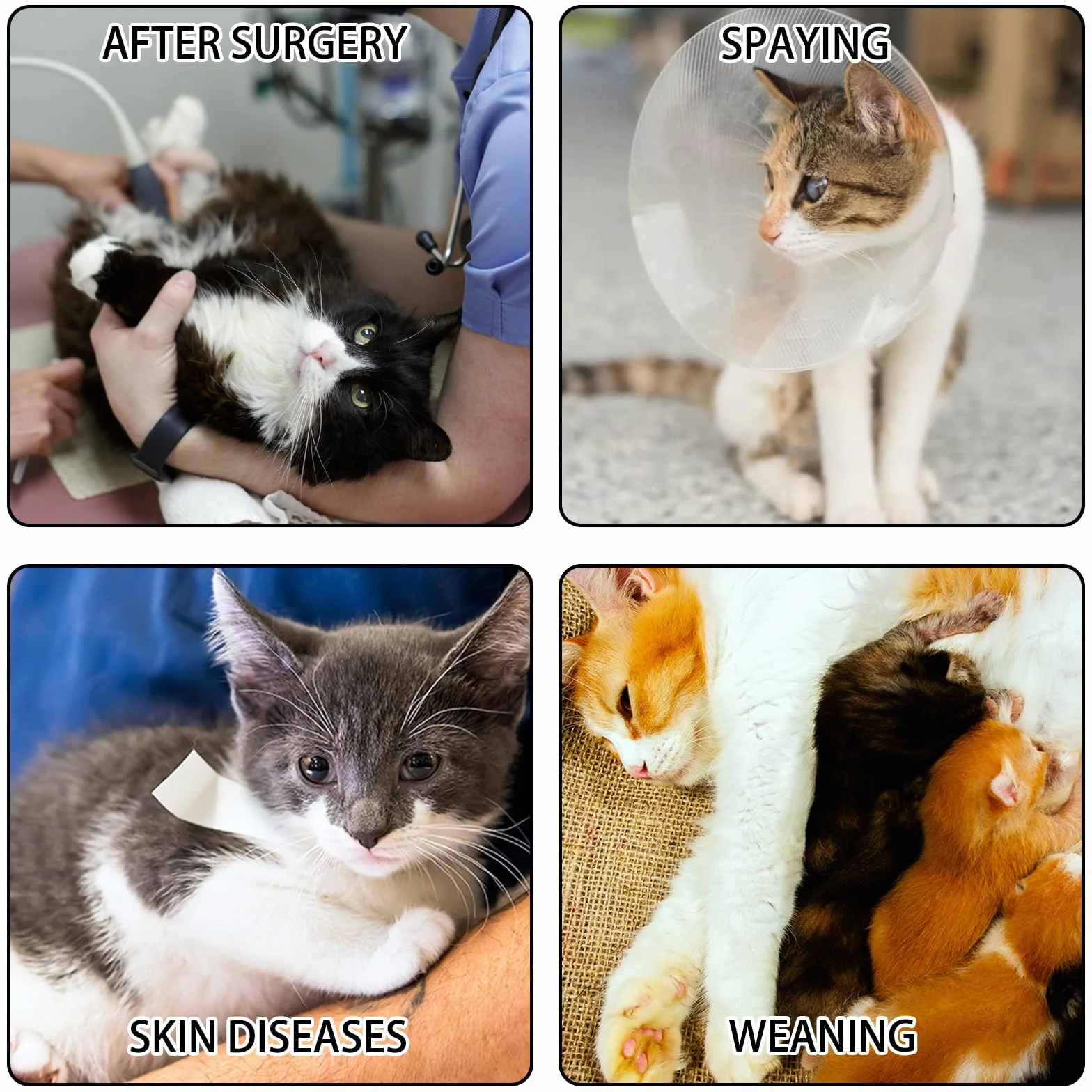 Lot de 2 combinaisons de convalescence pour chat après chirurgie, body de protection post-chirurgie, taille M