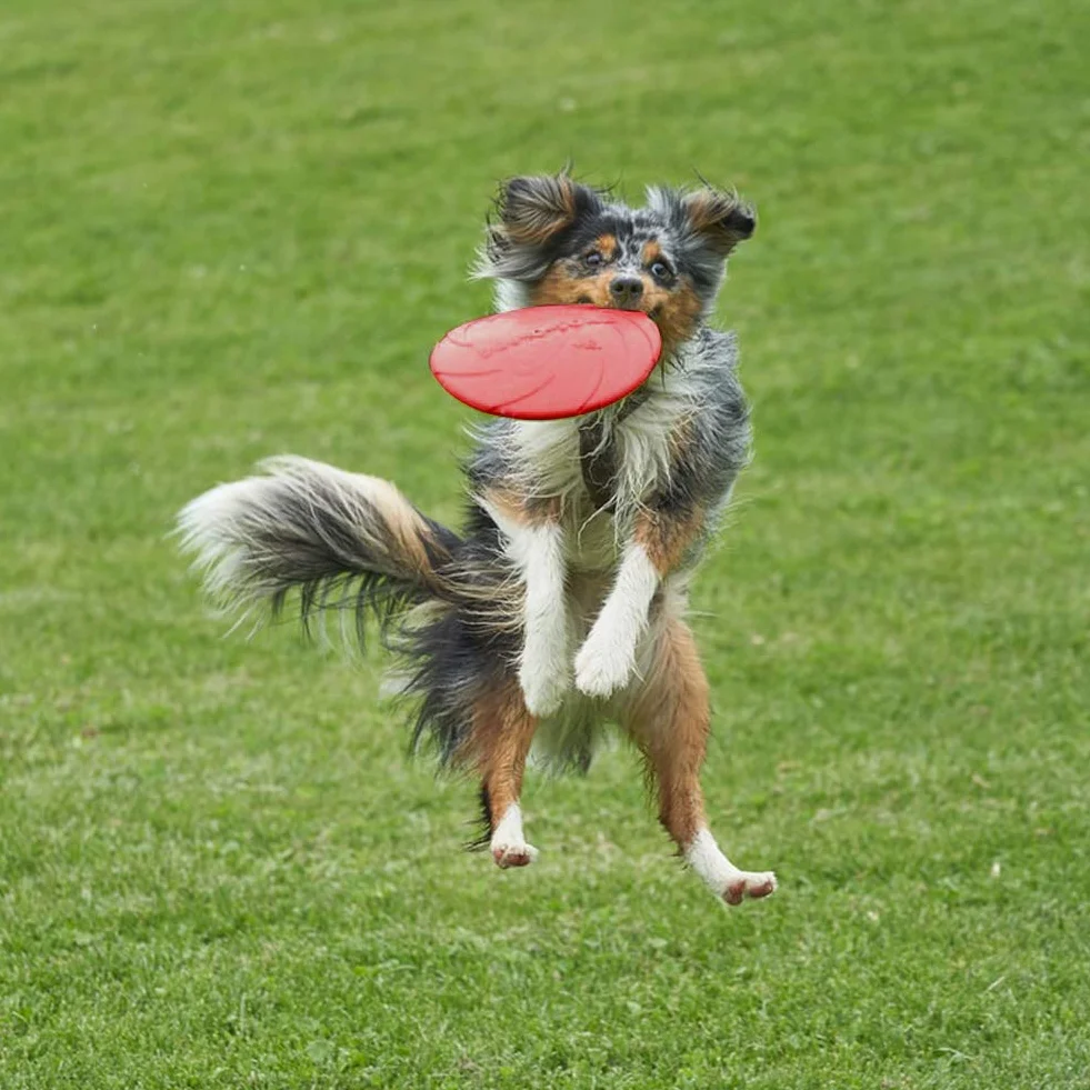 Lot de 2 Disques Volants pour Chien en Caoutchouc Naturel 18 cm Terre et Eau Vert Rouge