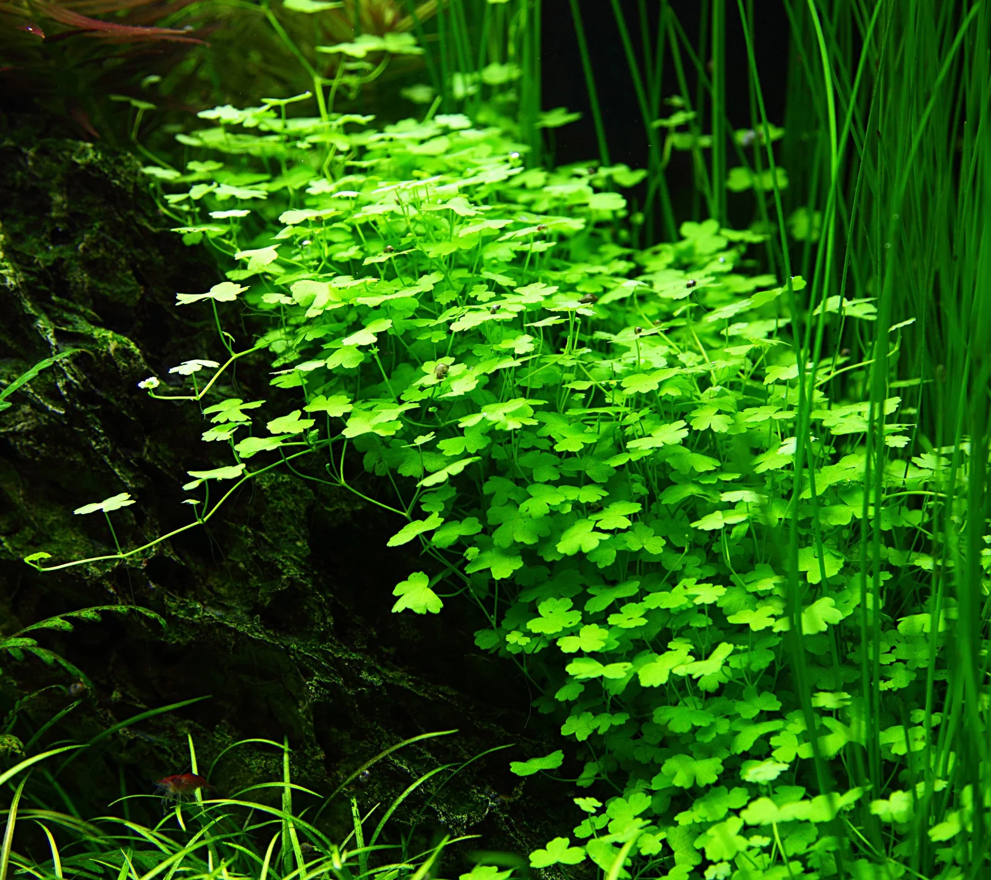 Hydrocotyle tripartita in vitro