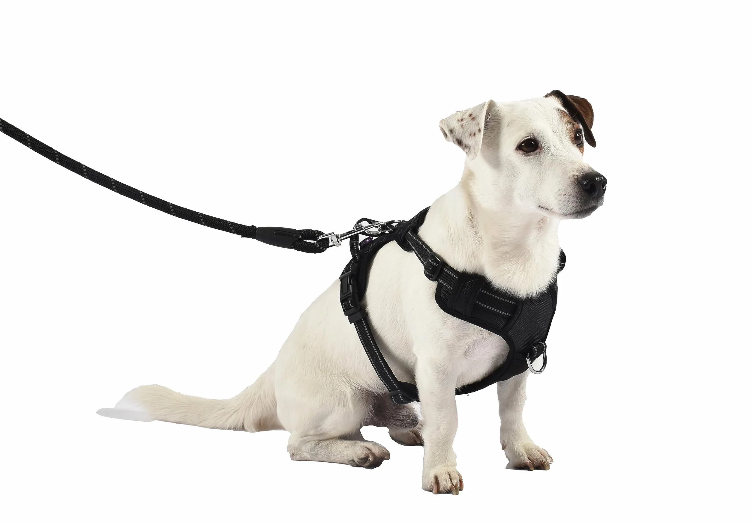 Laisse Tubulaire pour Chien Bobby Walk, Nylon Durable, 3 Longueurs, Noir, 180x1,2 CM