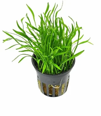 Lilaeopsis brasiliensis roślina przedni plan akwarium