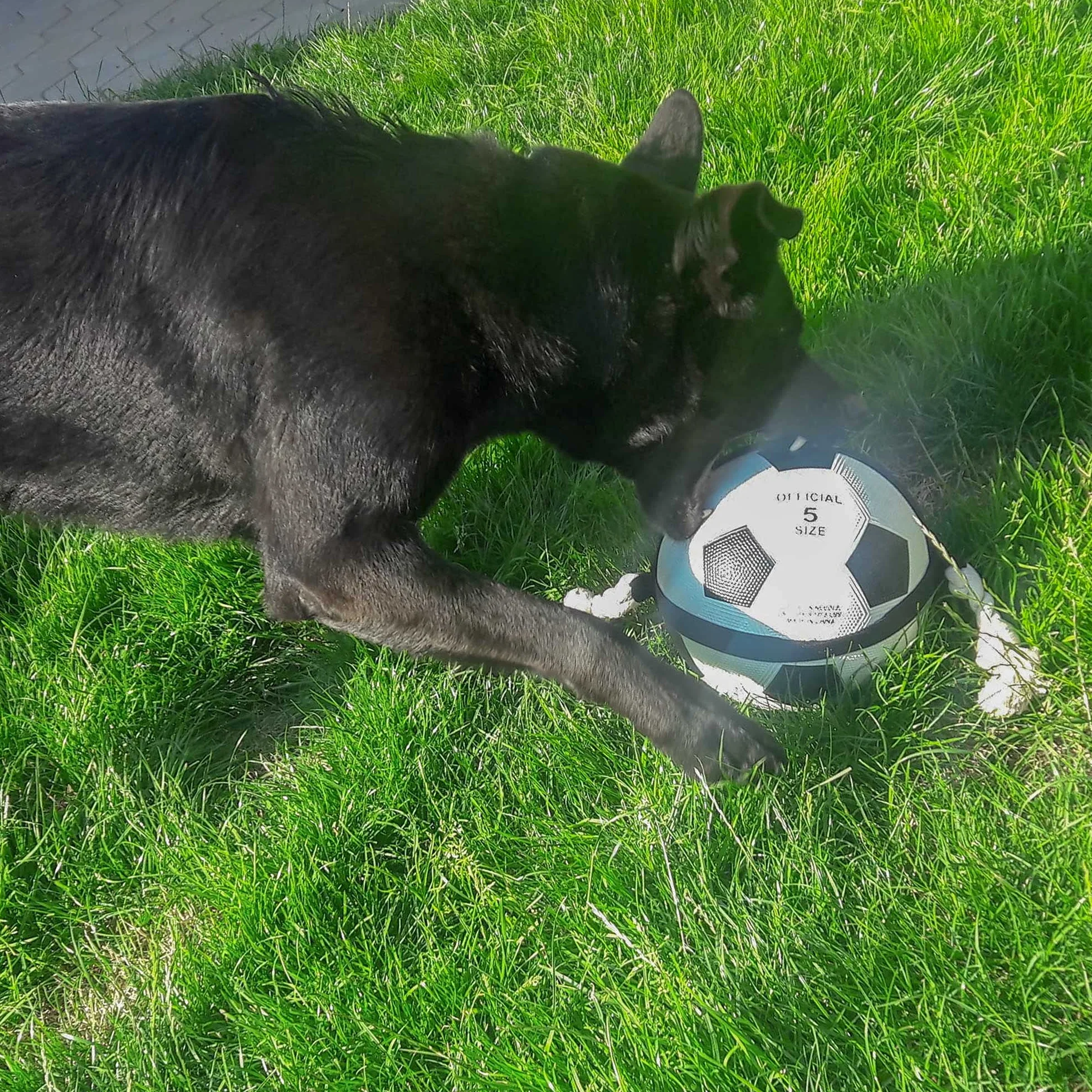 Karlie Jouet pour chien Noir/blanc Diamètre 22 cm