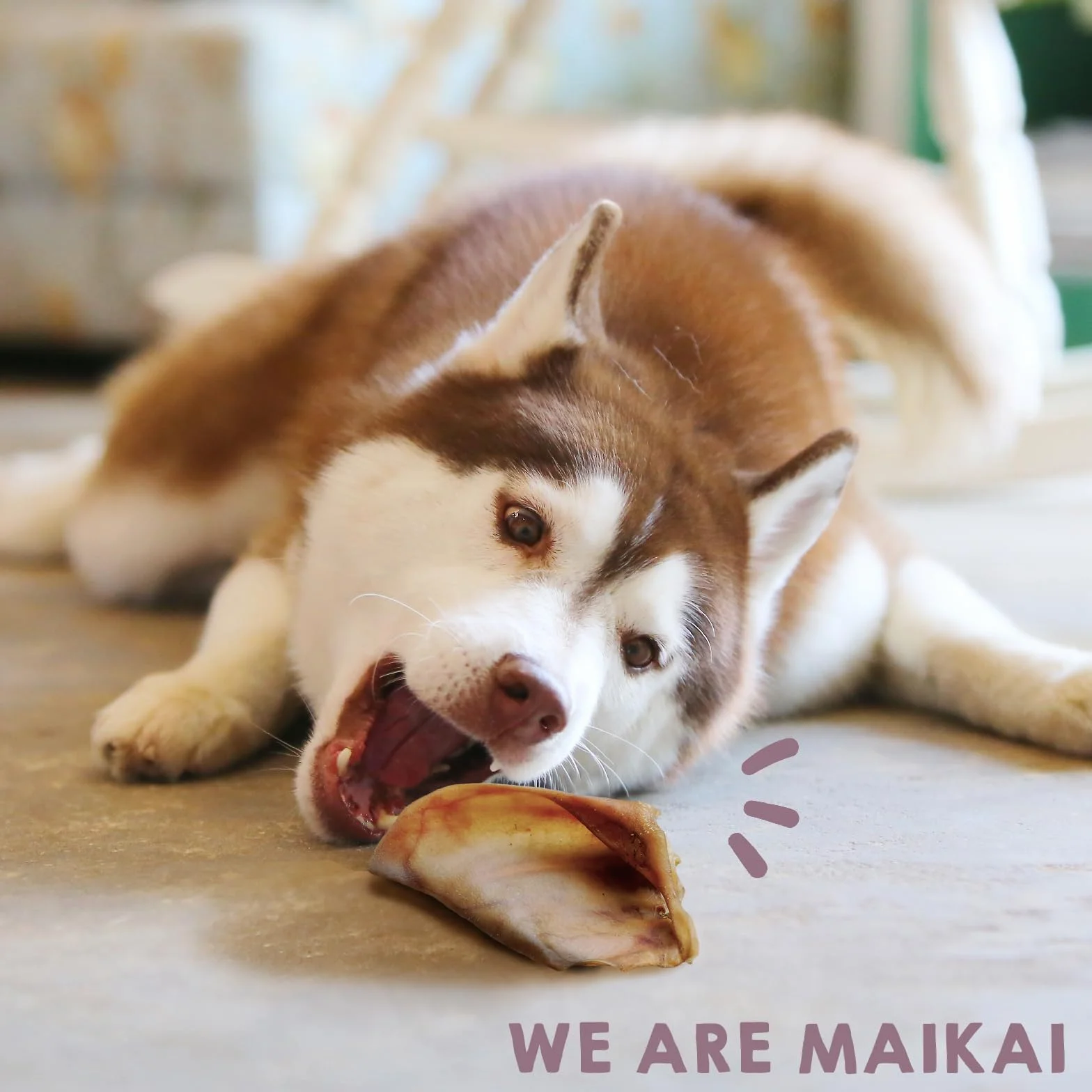 MAIKAI Lot Oreilles de Porc Séchées - Friandises Naturelles à Mâcher pour Chiens Riche en Protéines + sans Additifs Complément Alimentaire Idéal Barf