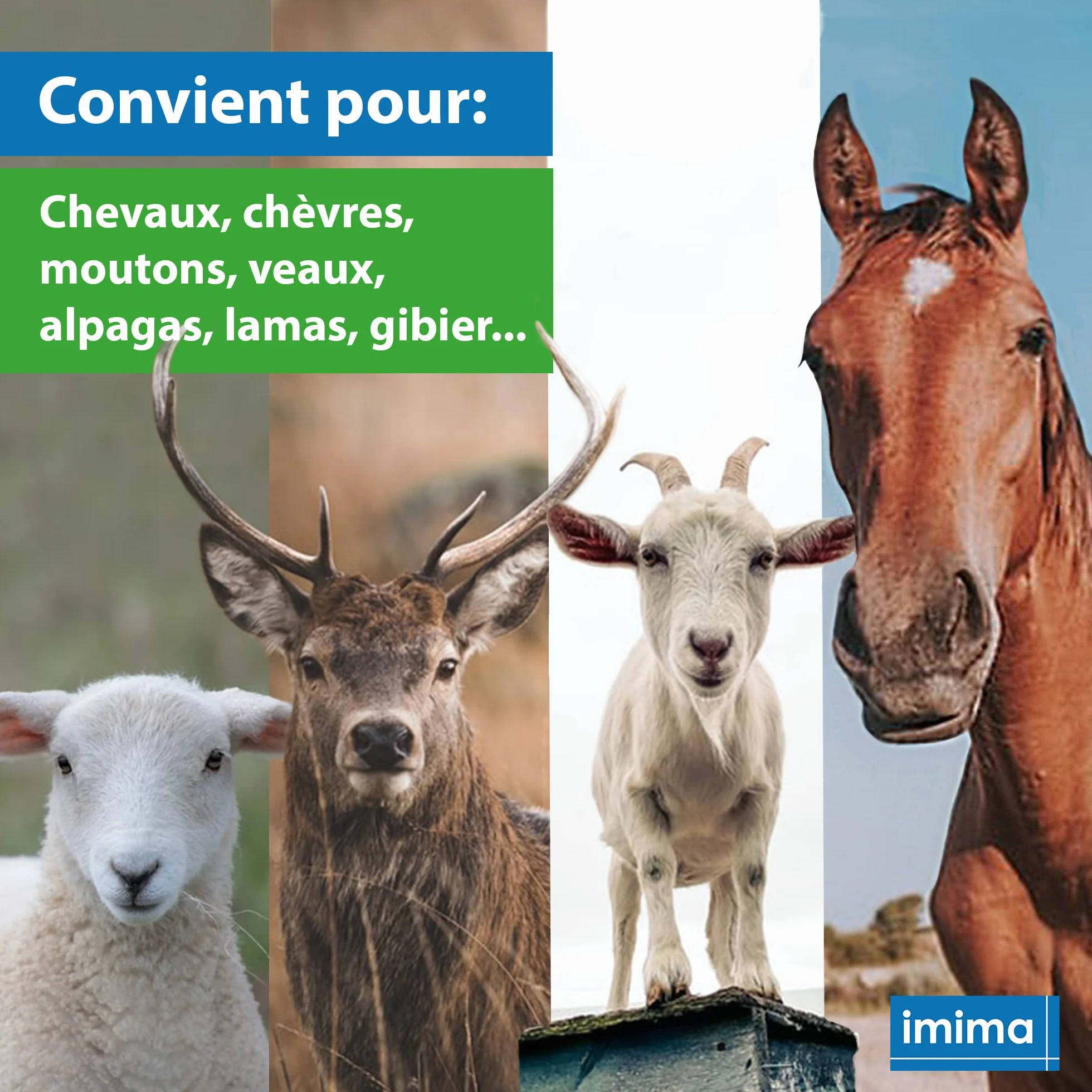 ZINCOBLOCK Lot de 4x3 kg Pierre à lécher minérale pour Chevaux Zinc Fer Cobalt Sélénium sel méditerranéen