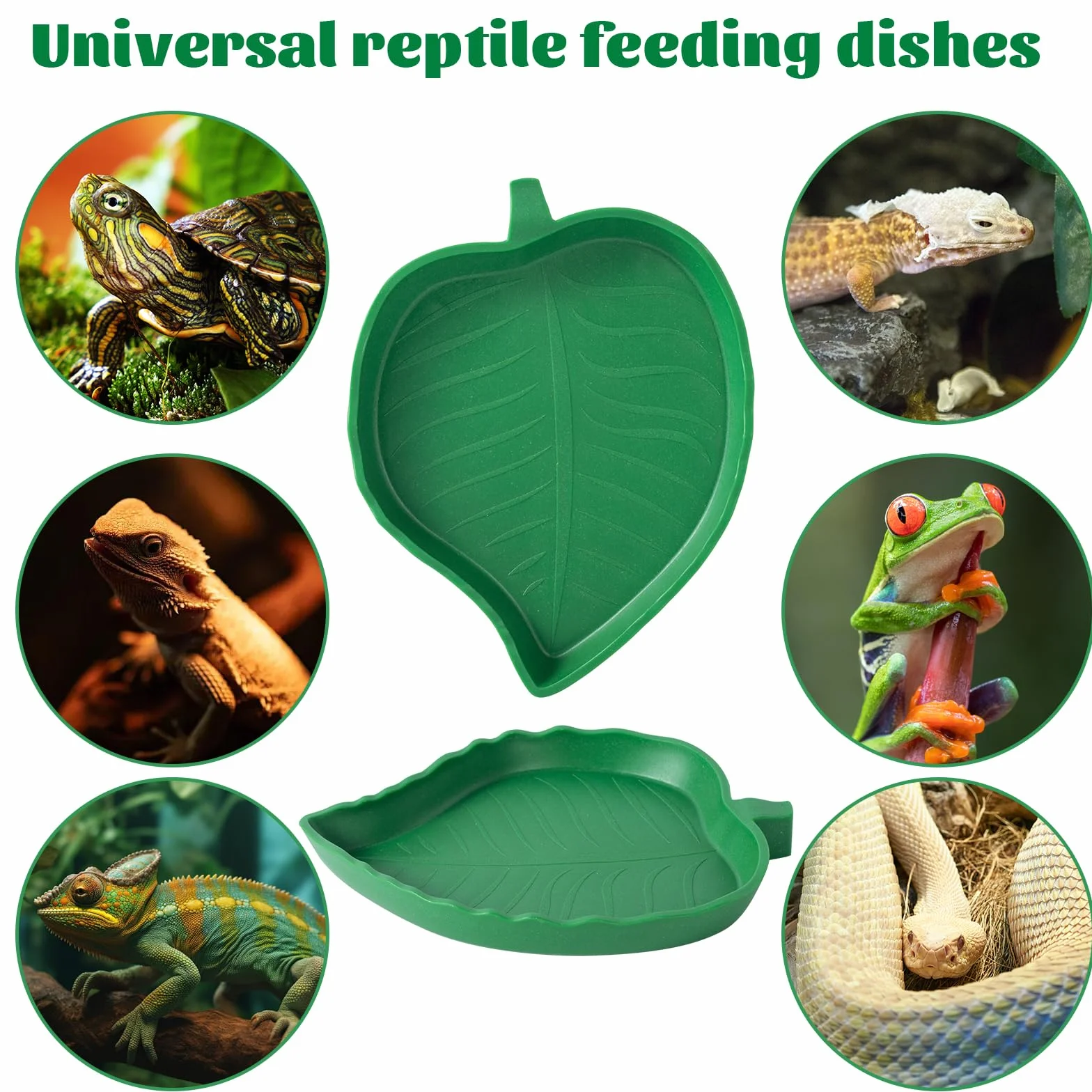 Plat Forme de Mangue et Feuille Bols Nourriture Plastiques pour Reptiles Lézards Escargots Facile à Nettoyer, 4 Tailles