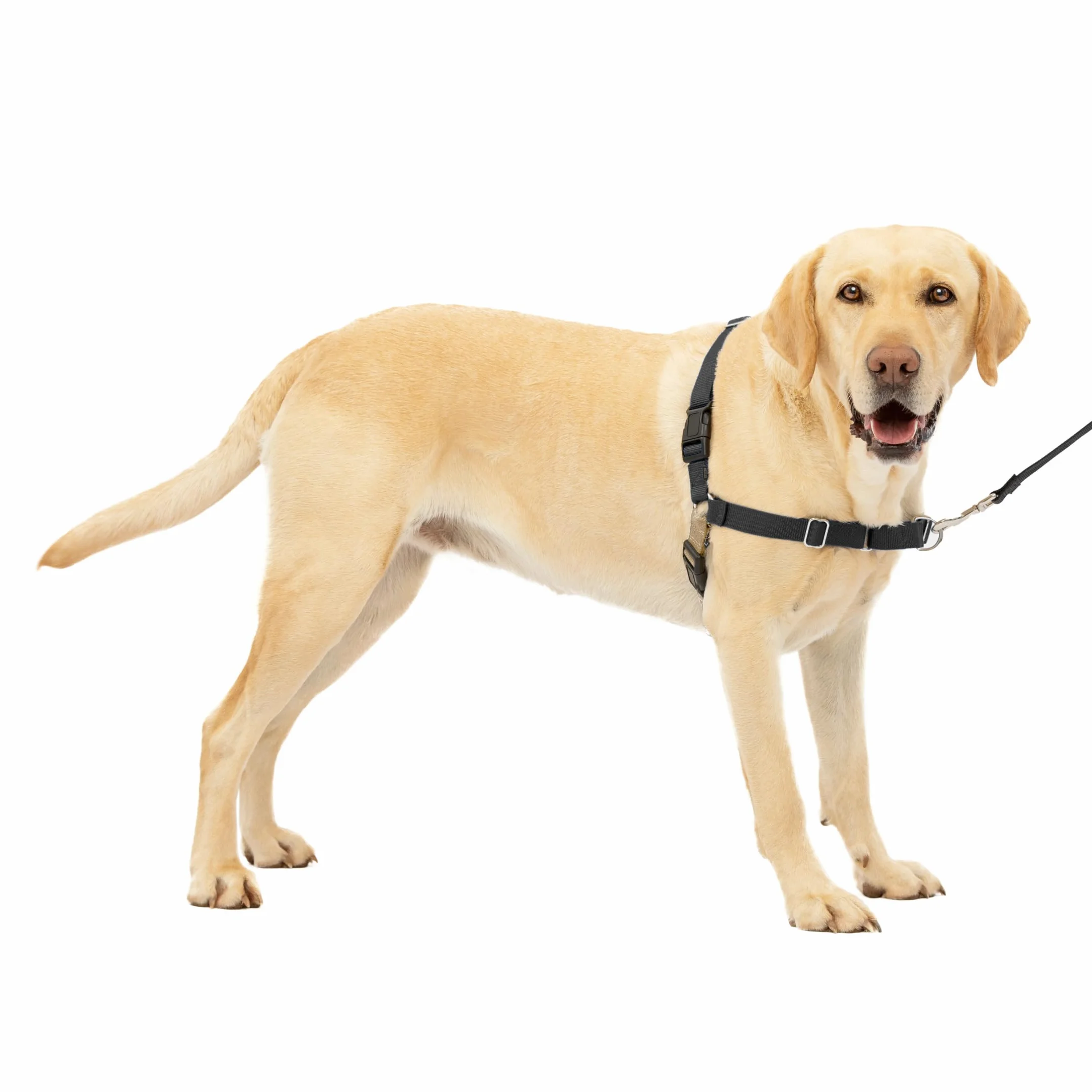 PetSafe Harnais Easy Walk Anti-Traction Laisse 1,8 M Noir Taille L