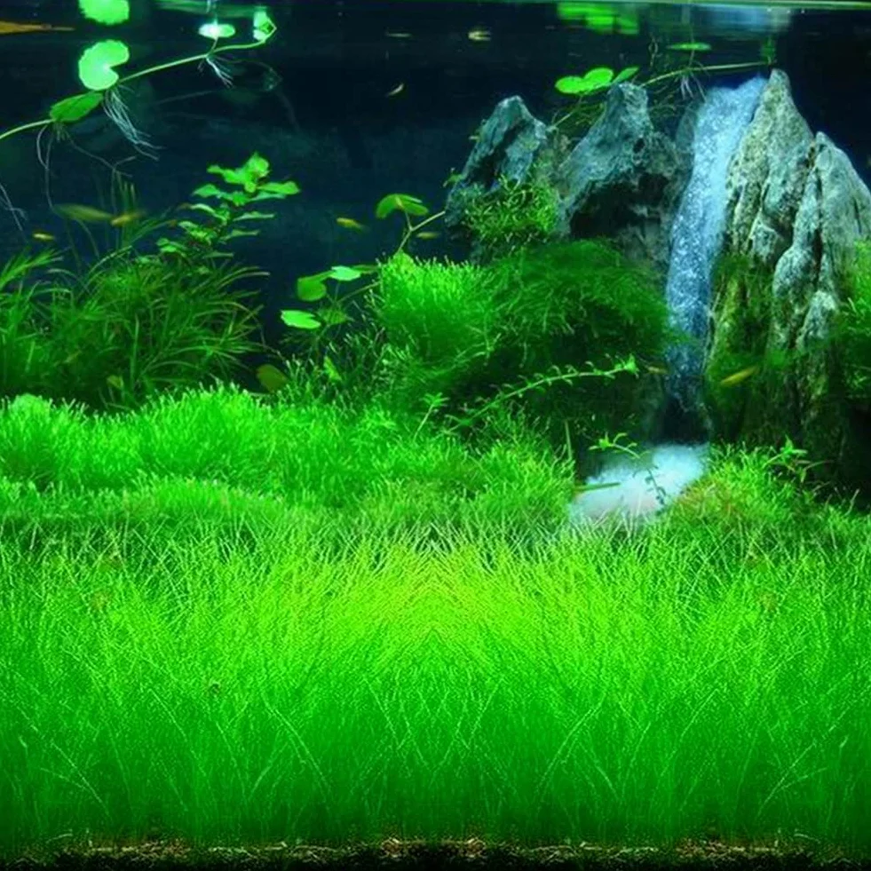 Graines d'herbe d'eau d'aquarium 100pcs décor paysage plante hydrophile réservoir poissons