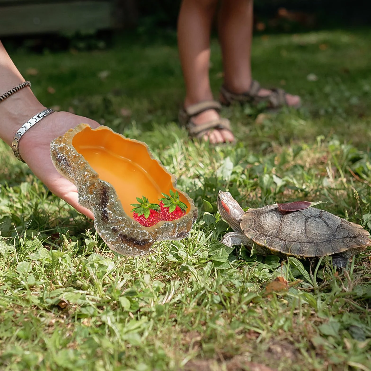 Bol Eau Reptiles Taille M Gamelle Nourriture pour Lézards et Tortues Accessoires Terrarium