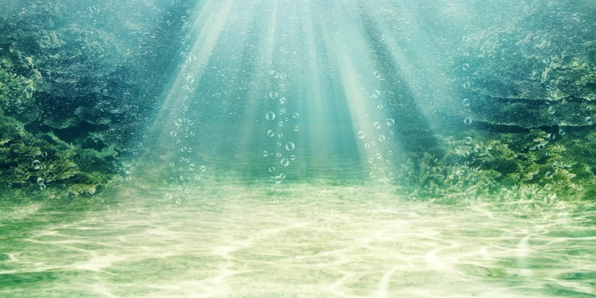 Fond d'aquarium 120x46cm Plante Aquatique Vinyle Toile de Fond Océan