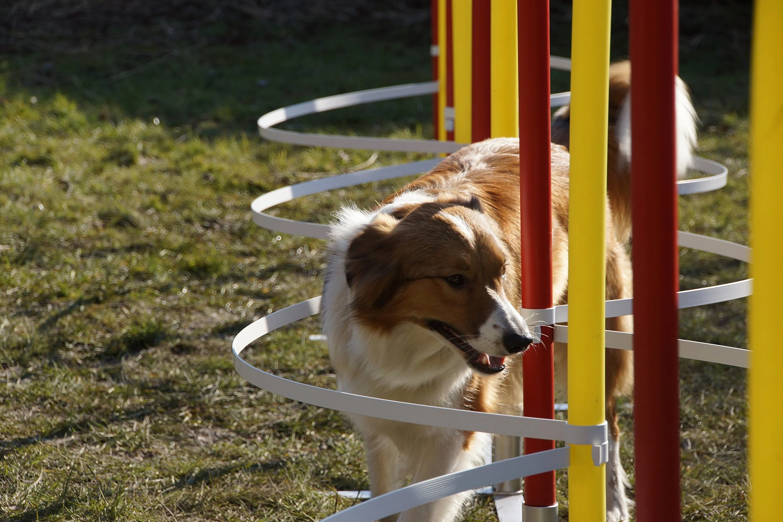 ARCS Slalom Agility/ARCS d'entrainement pour DIAMÈTRE Barre Slalom 30mm - 34mm, sans Barres