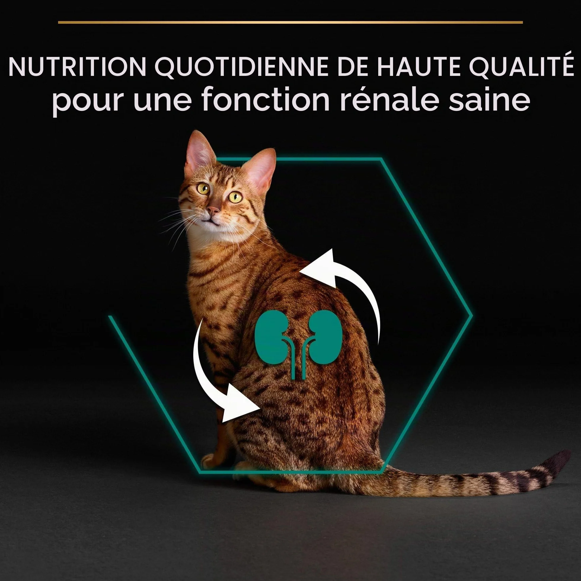 Pro Plan Adult RENAL PLUS Poulet 10kg