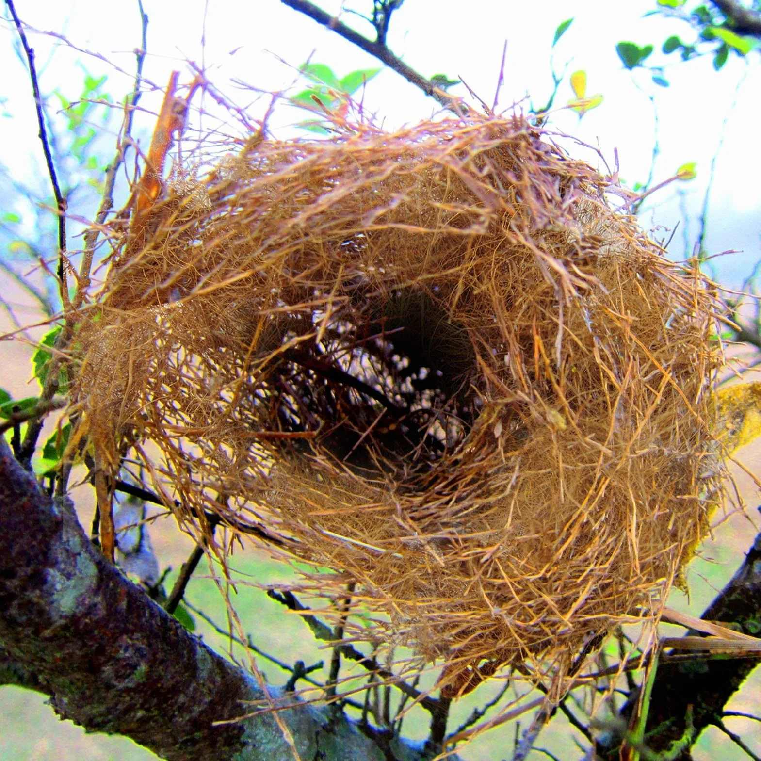 Nid en Coco 250g/500g Matériel Nidification pour Oiseaux - Cage à Oiseaux