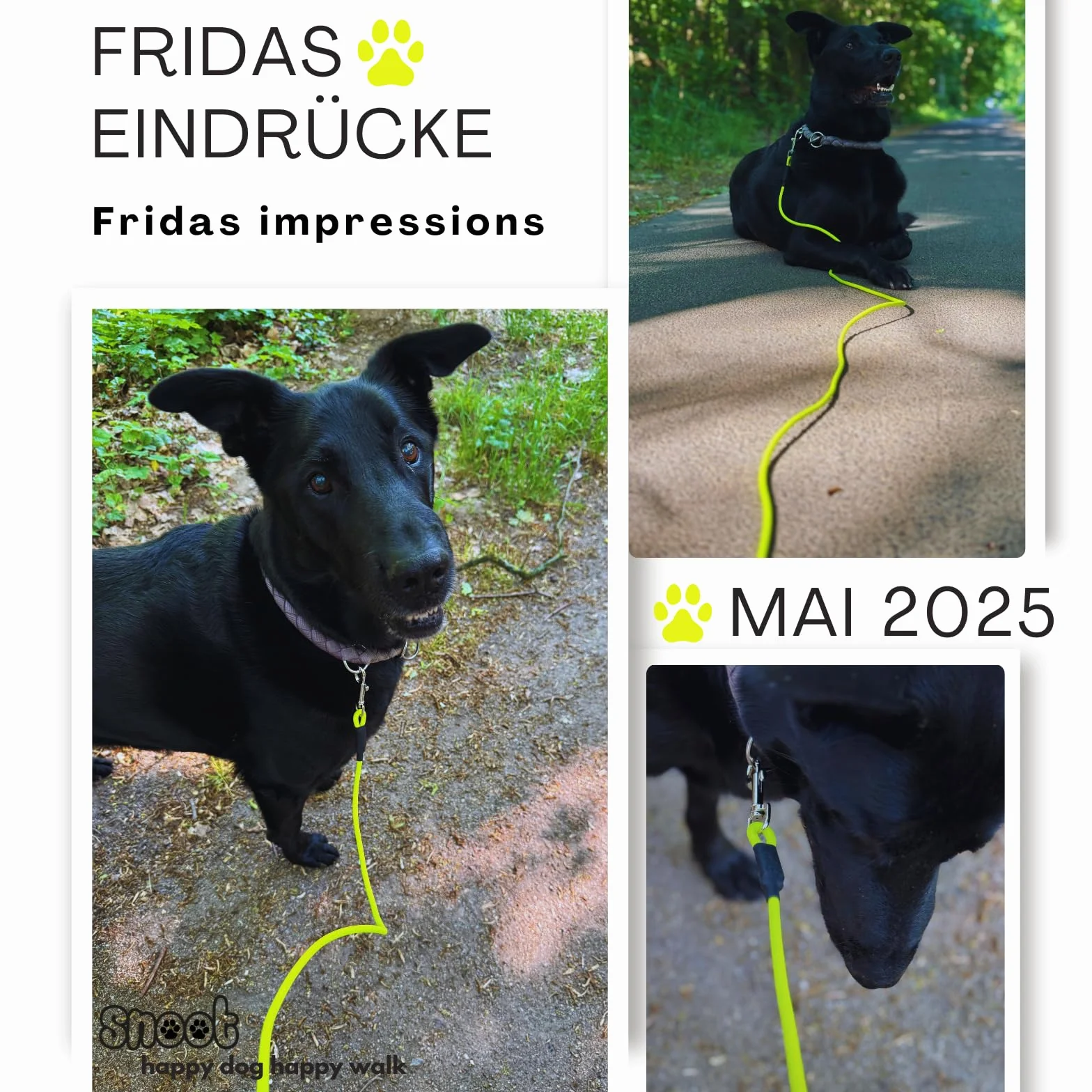 Laisse pour chien de 15 m - Étanche - Ronde - Sans boucle - Laisse d'entraînement sûre - Jaune fluo - Jusqu'à 35 kg