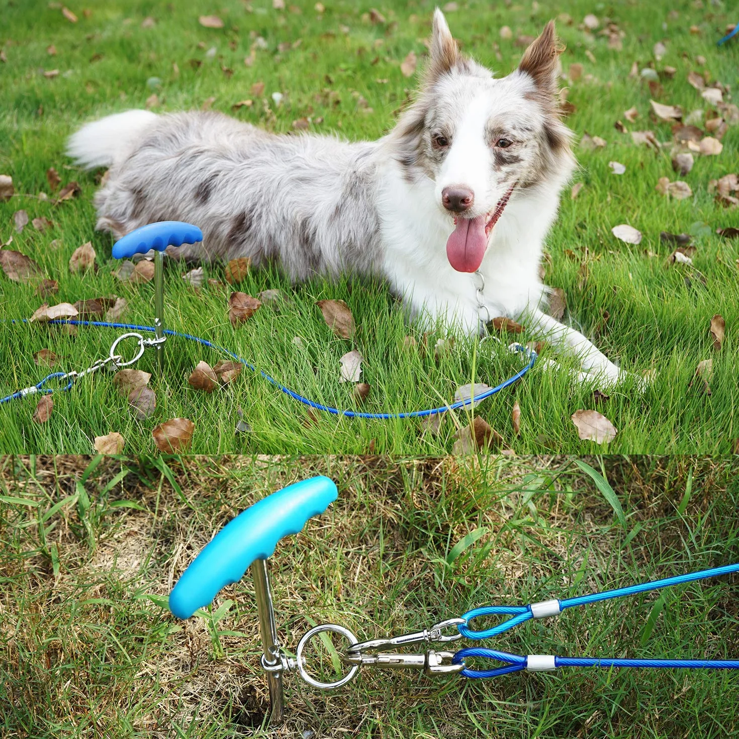 Piquet pour chien et câble d'attache robuste en spirale 40,6 cm 10 m