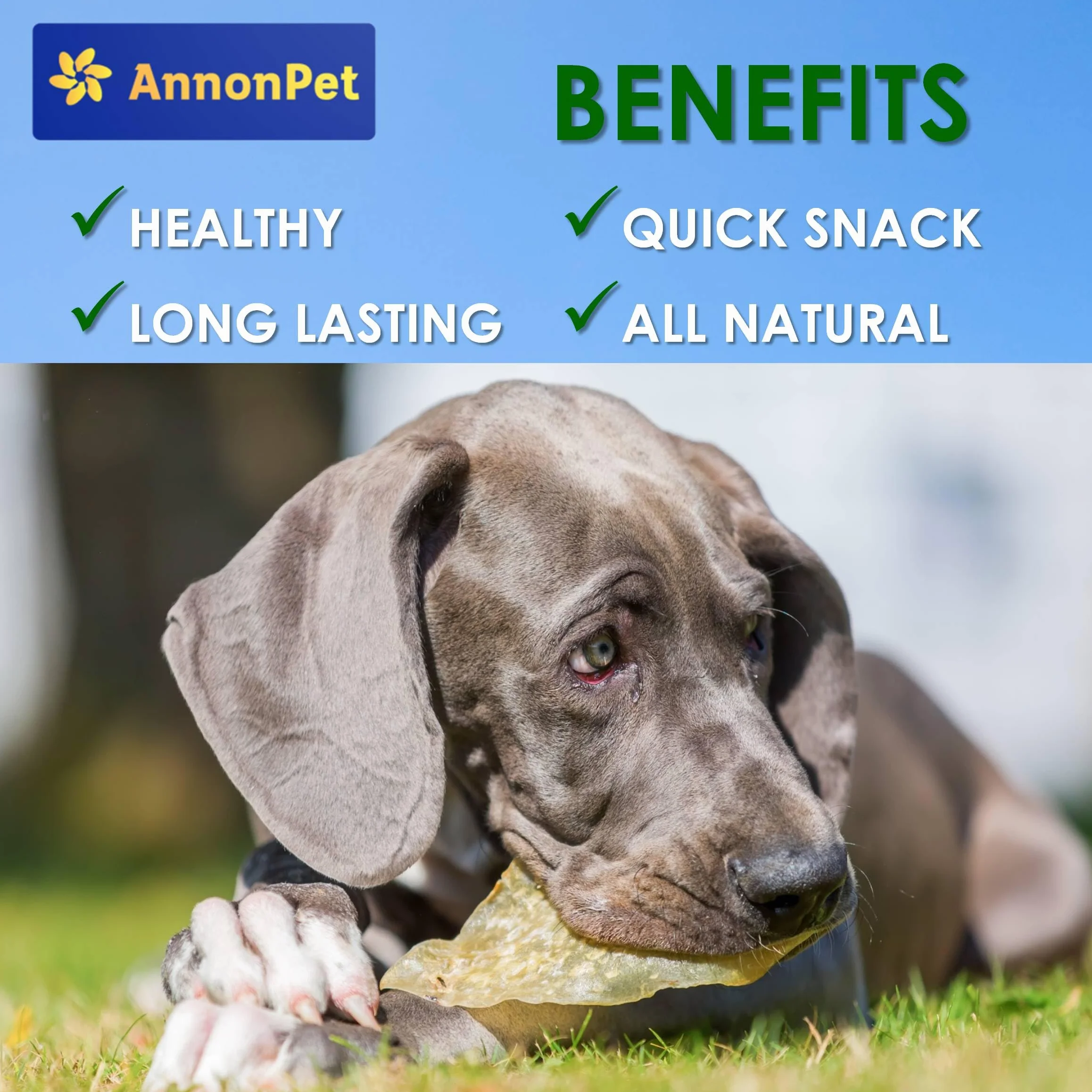 Lot de 10 oreilles de bœuf séchées pour chiens - Articles à mâcher naturels et faciles à digérer - Riche en protéines, sans additifs - Idéal pour les soins dentaires et la réduction du stress