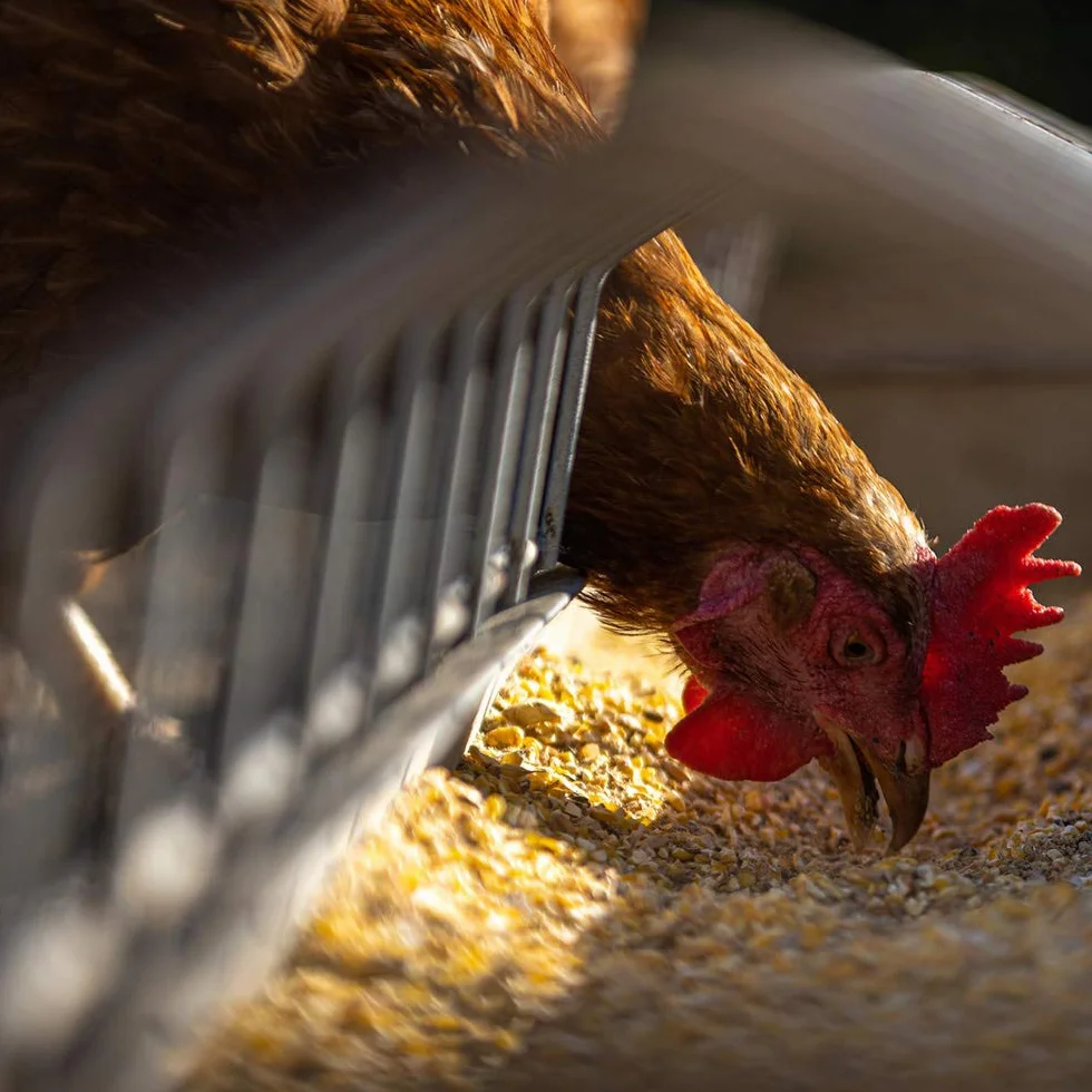 Petigi 30 kg Grain Graines de Blé Aliments pour Animaux Poulet Volaille