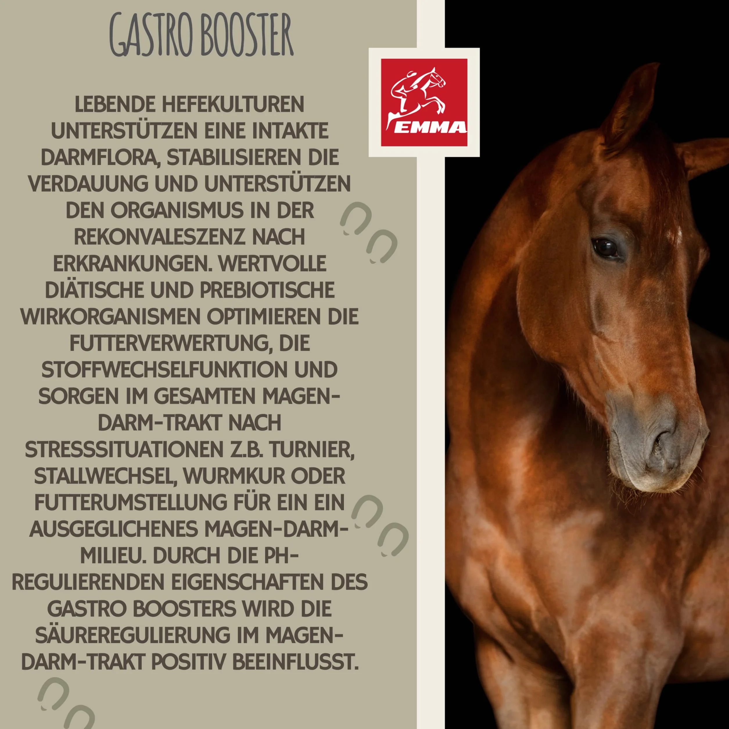 Pâte Gastro-intestinale Probiotiques Levure de bière Cheval Vitamine E Flore intestinale 30ml