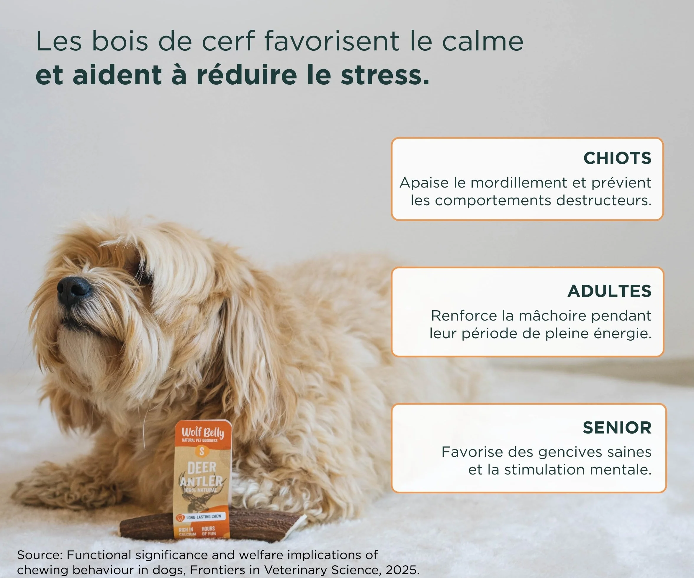 Bois de Cerf pour Chiens 100% Naturel Taille S Corne Durable Résistante Réduit Tartre Plaque Riche Calcium Protéines Inodore Fabriqué Europe