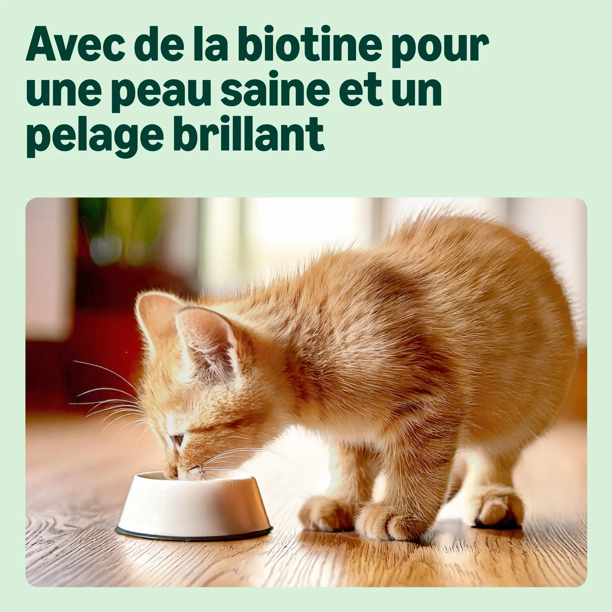 Aliment complet pour chatons by Amazon, Sélection mixte en gelée, 1.2kg (12 sachets de 100g)